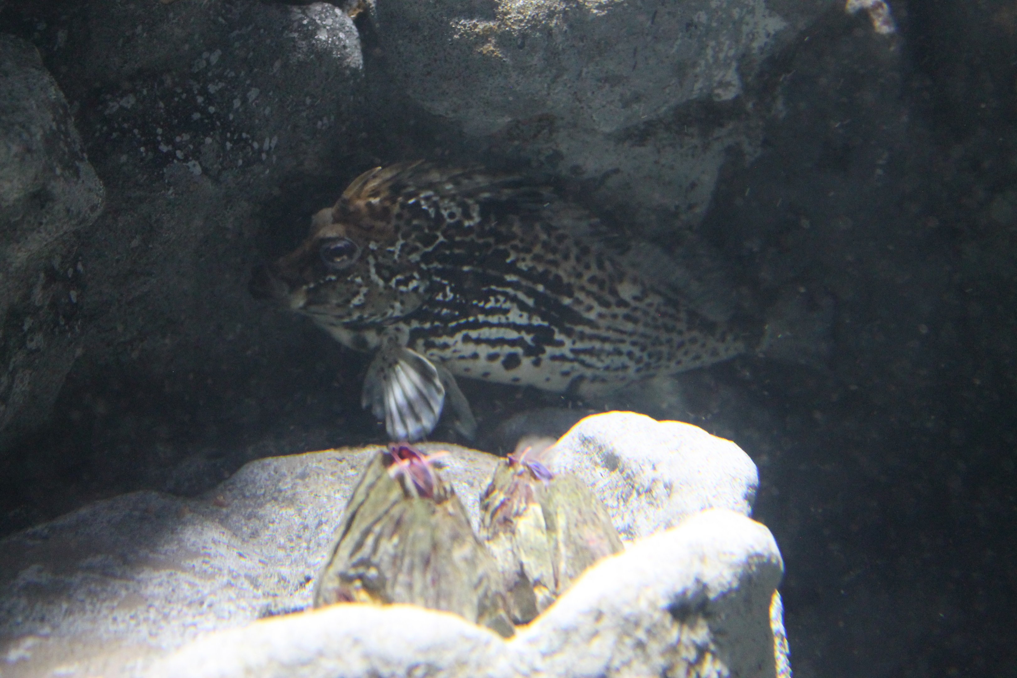 Horsefish (Congiopodus peruvianus)