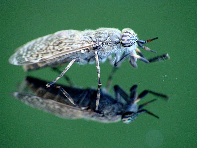 Horsefly