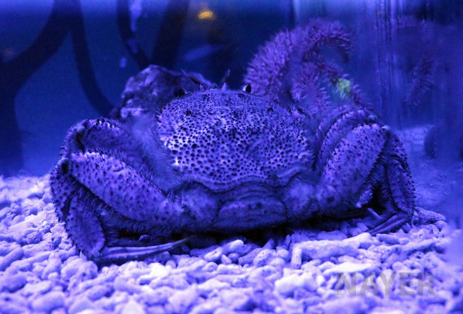 Horsehair crab, July 2016