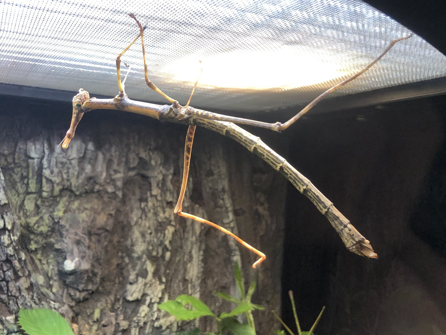 Horsehead grasshopper, Pseudoproscopia latirostris
