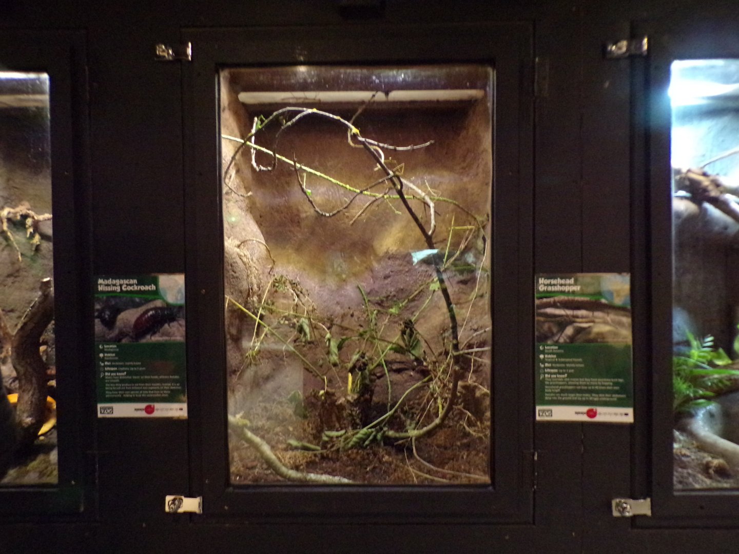 Horsehead grasshopper terrarium 14.10.23