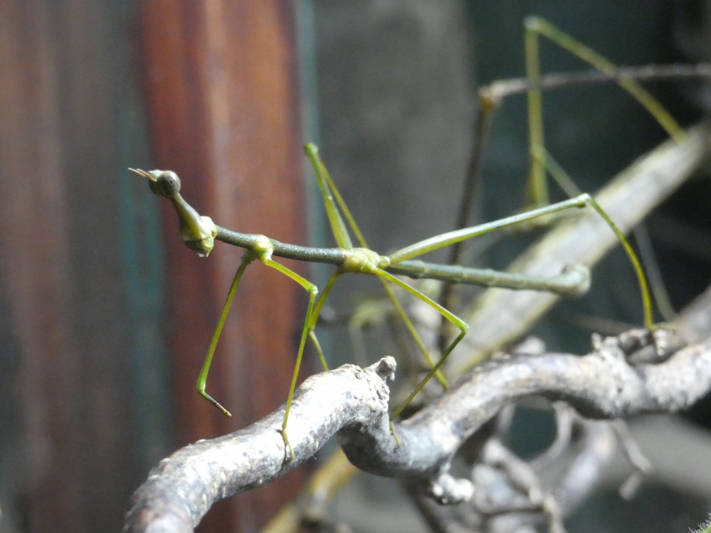 Horsehead Grasshopper