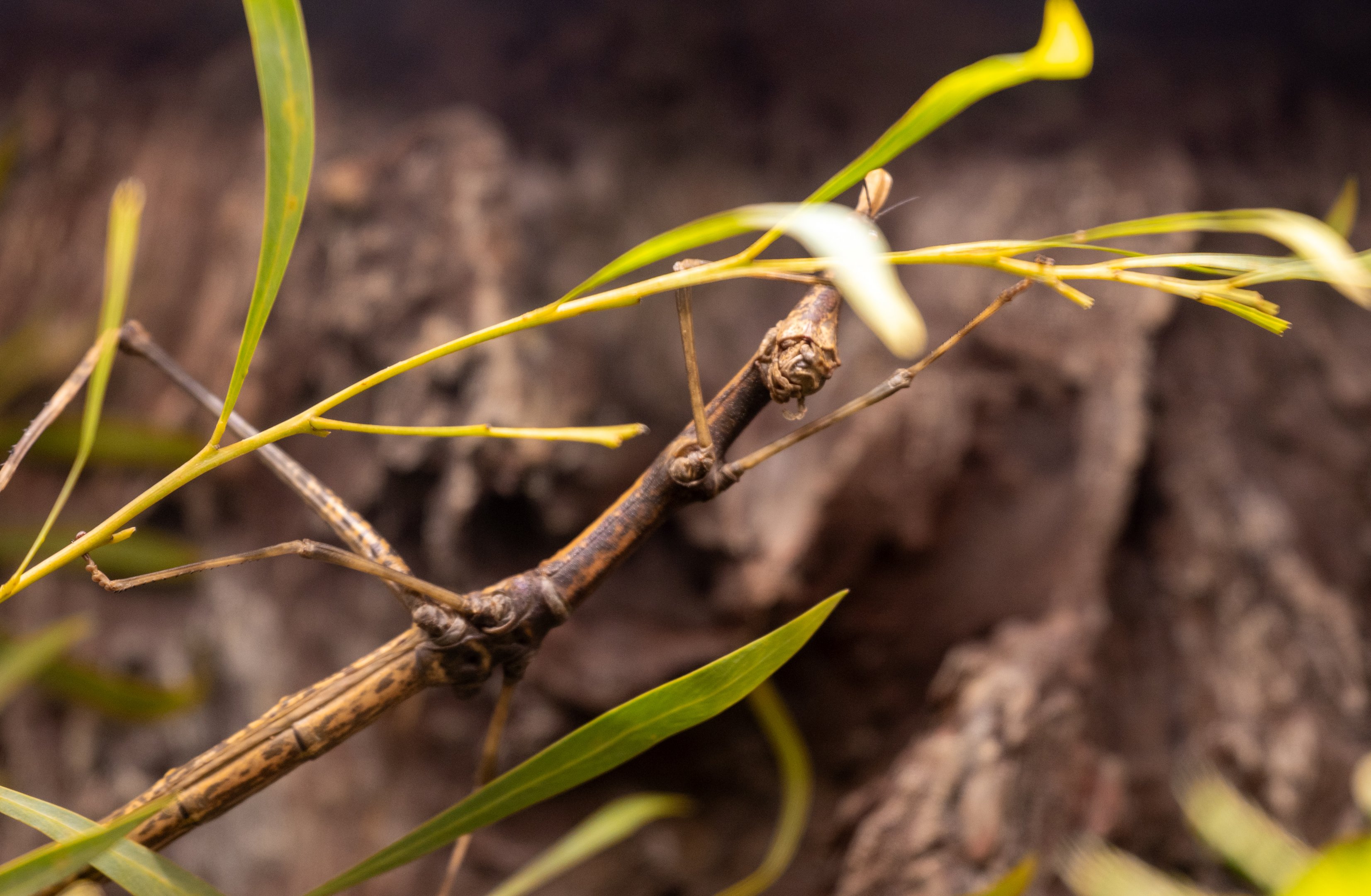 Horsehead Grasshopper