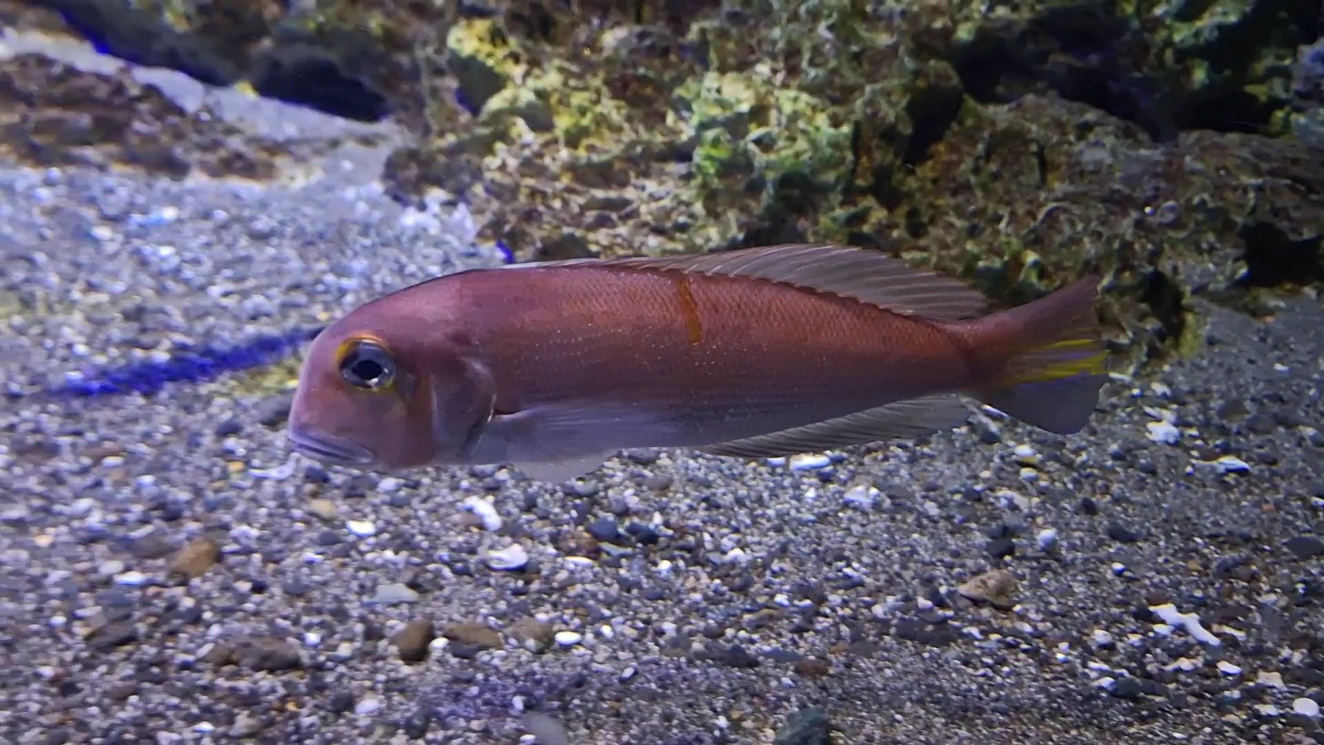 Horsehead Tilefish (Branchiostegus japonicus)