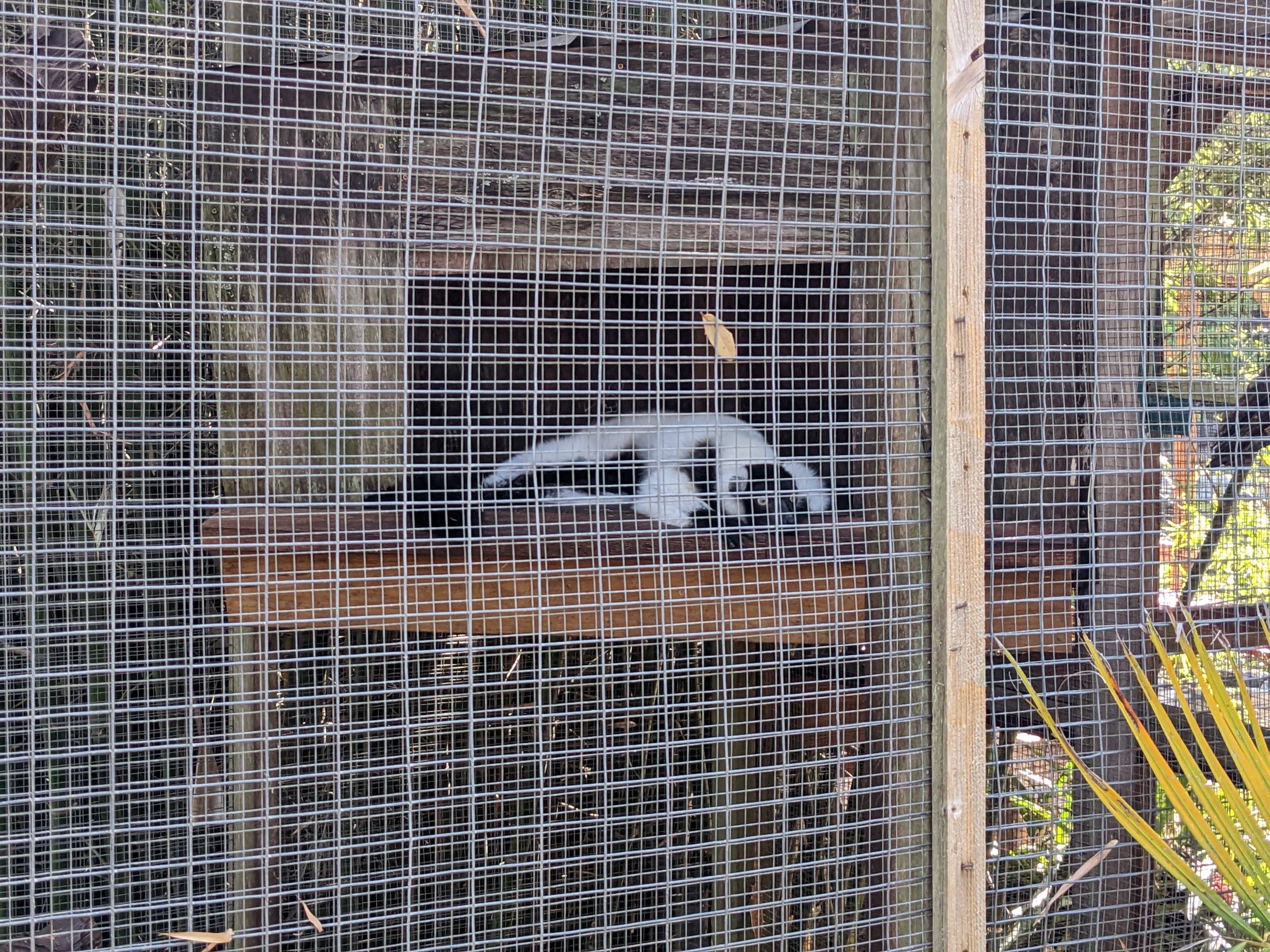 Horsepower for Kids  - black and white ruffed lemur