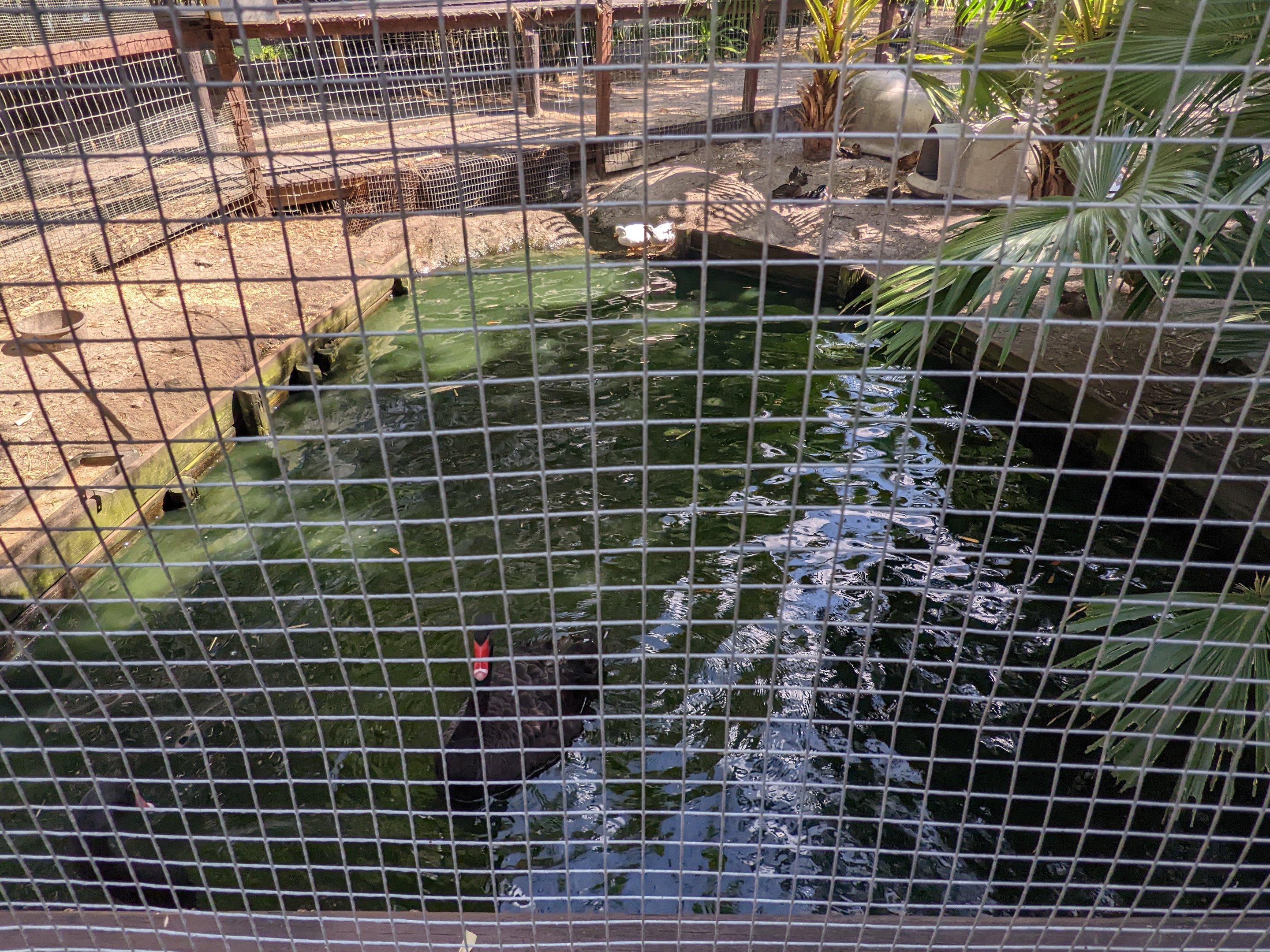 Horsepower for Kids  - black swans