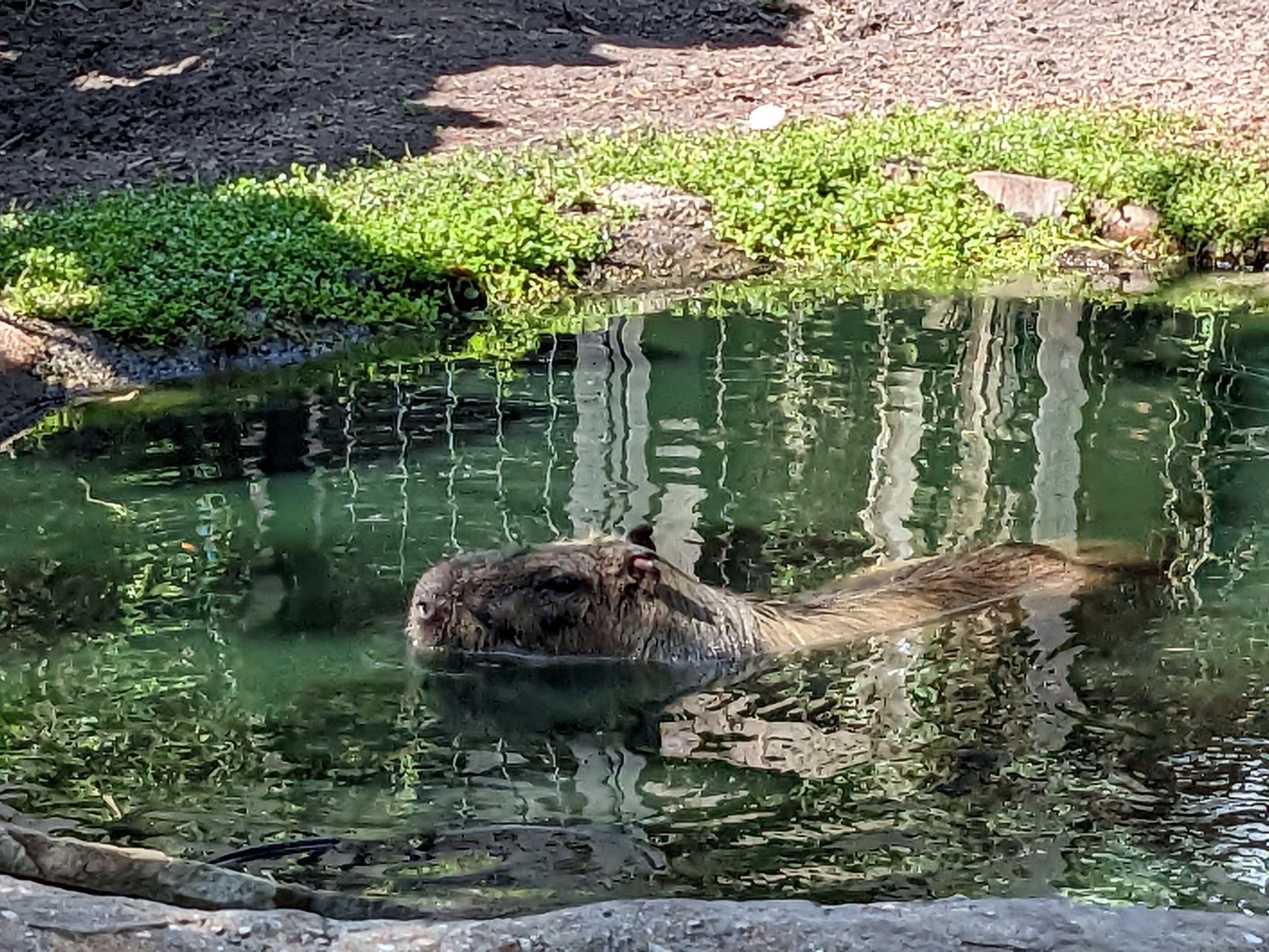 Horsepower for Kids - Capybara