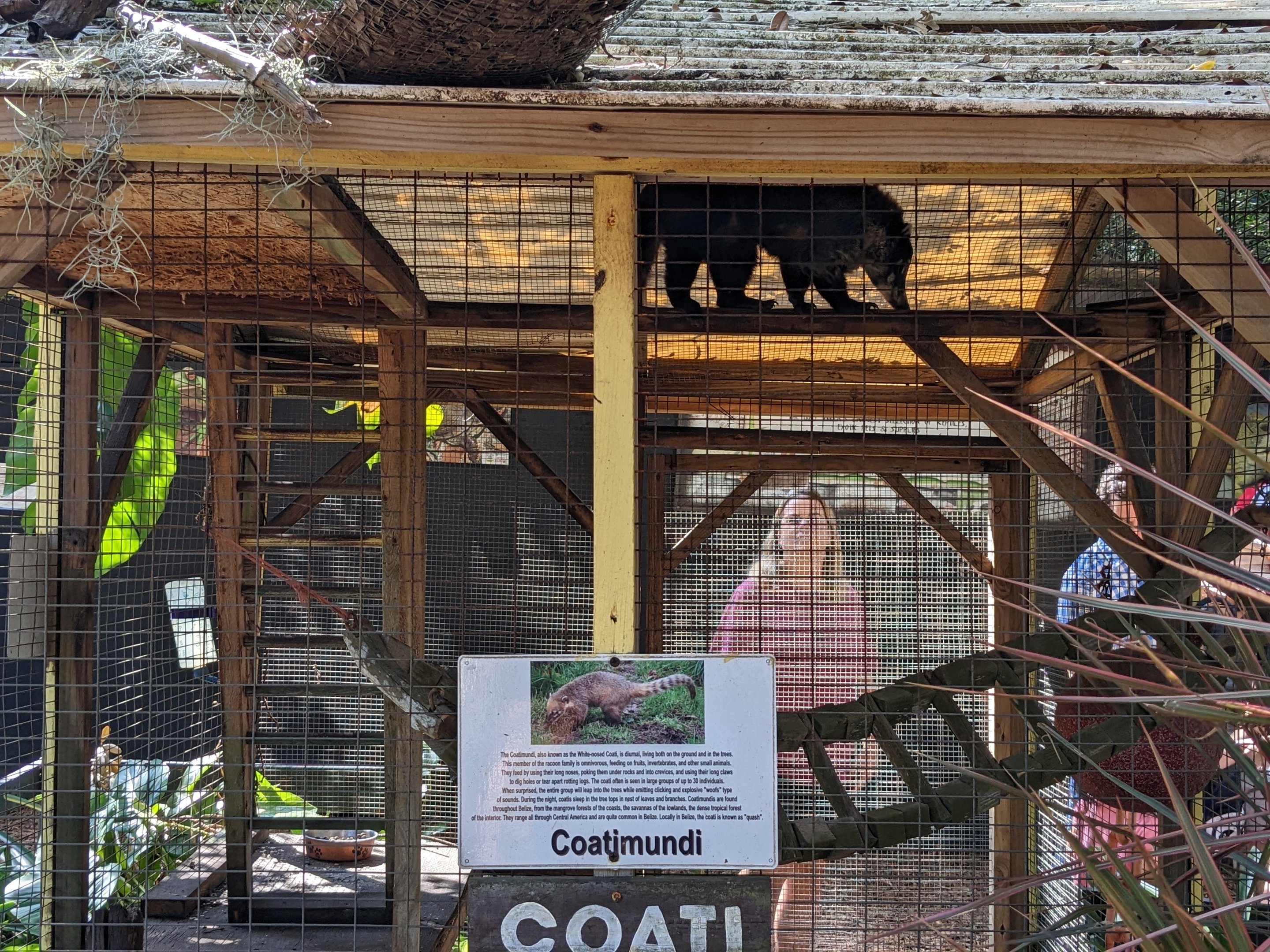 Horsepower for Kids - Coati