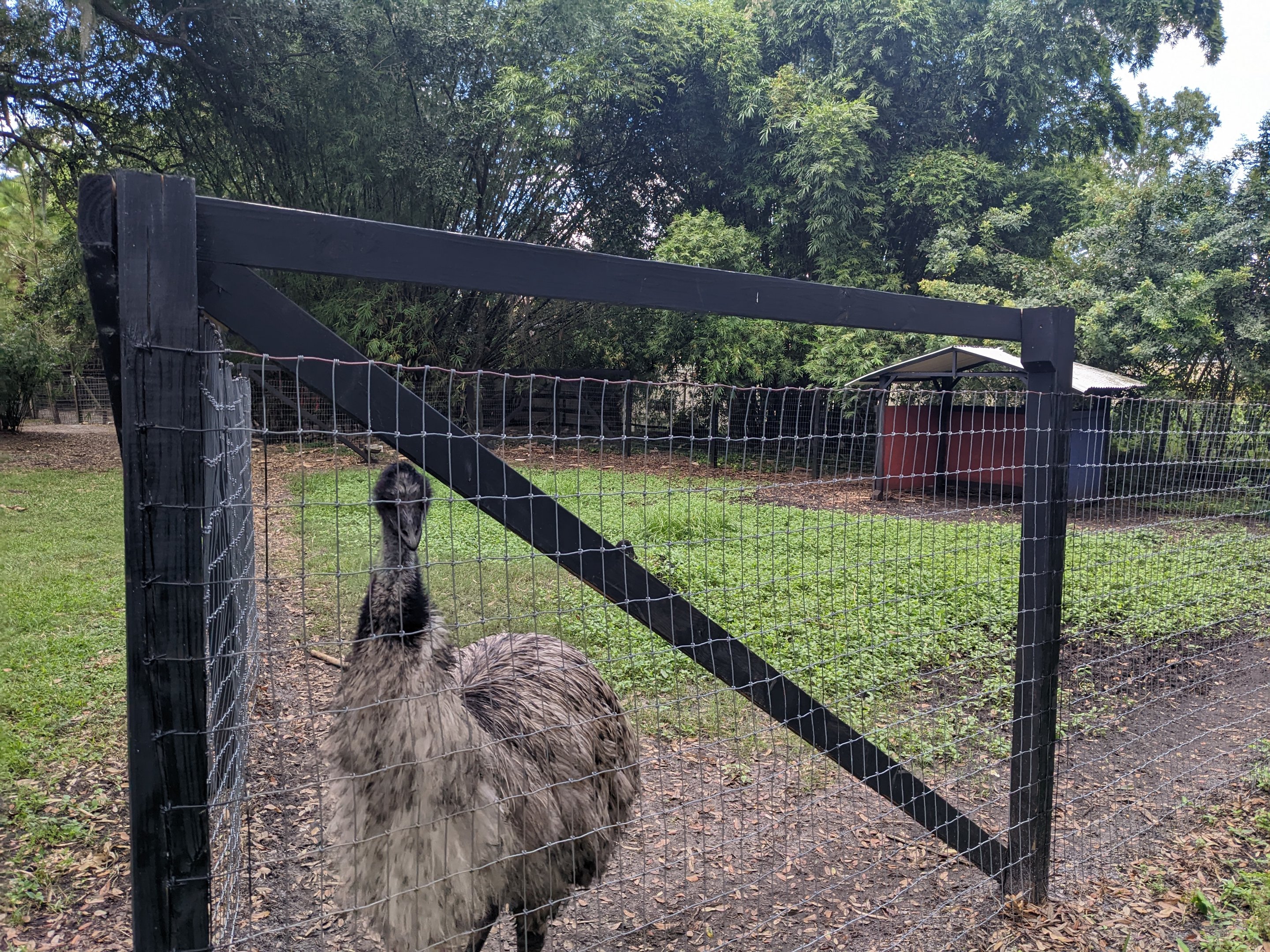 Horsepower for Kids  - Emu yard