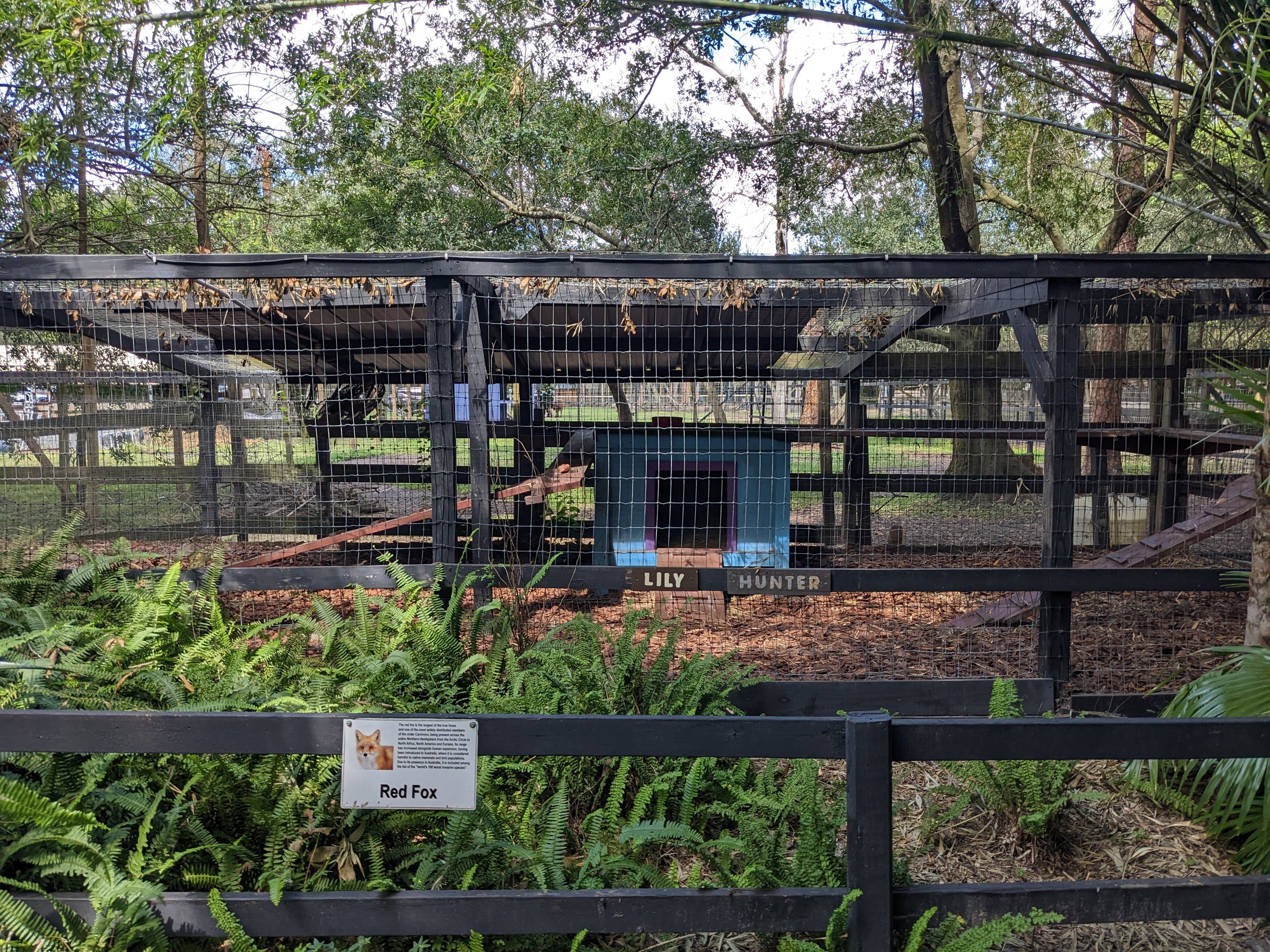 Horsepower for Kids  - Red fox