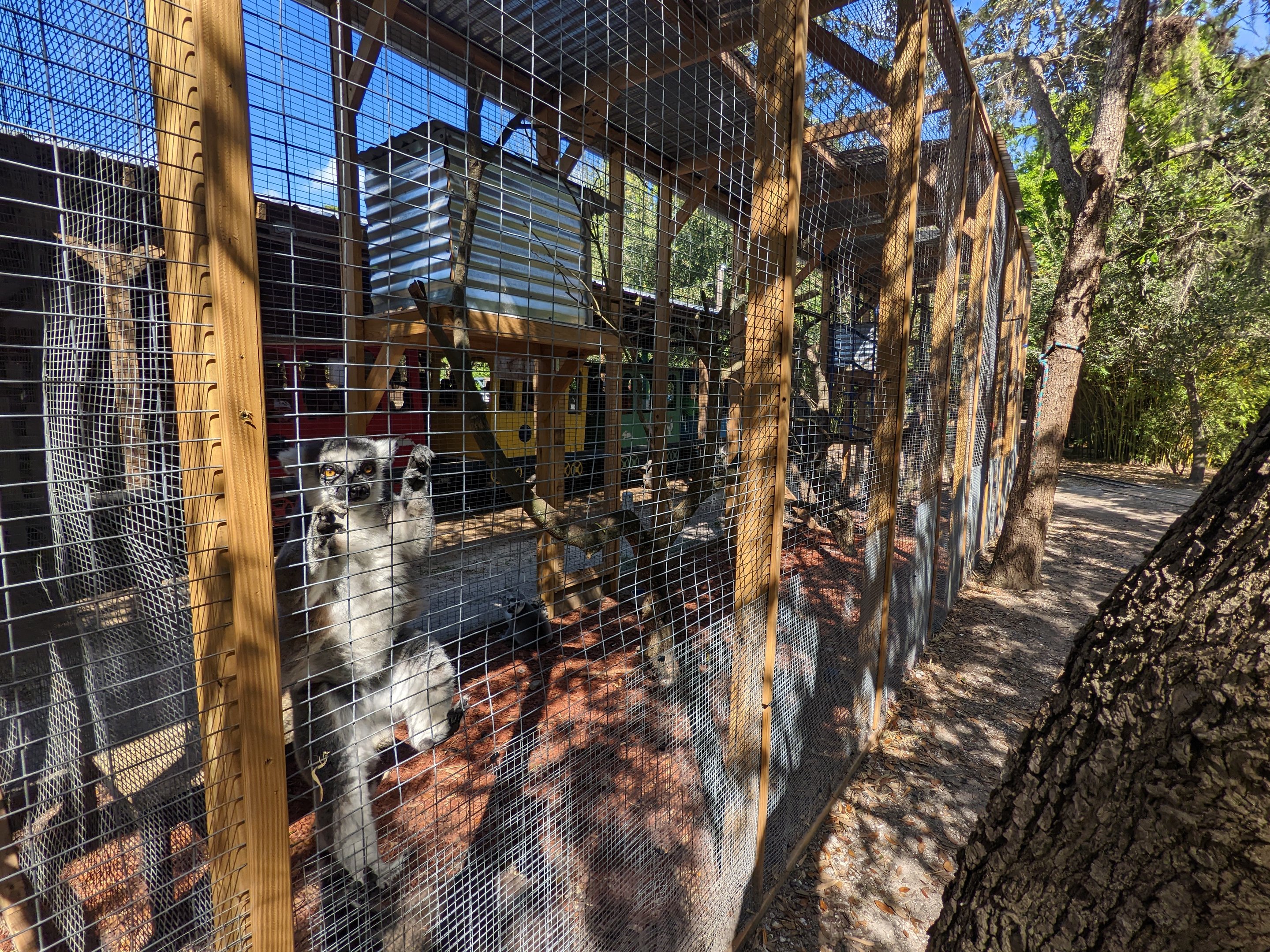 Horsepower for Kids - Ring-tailed lemur