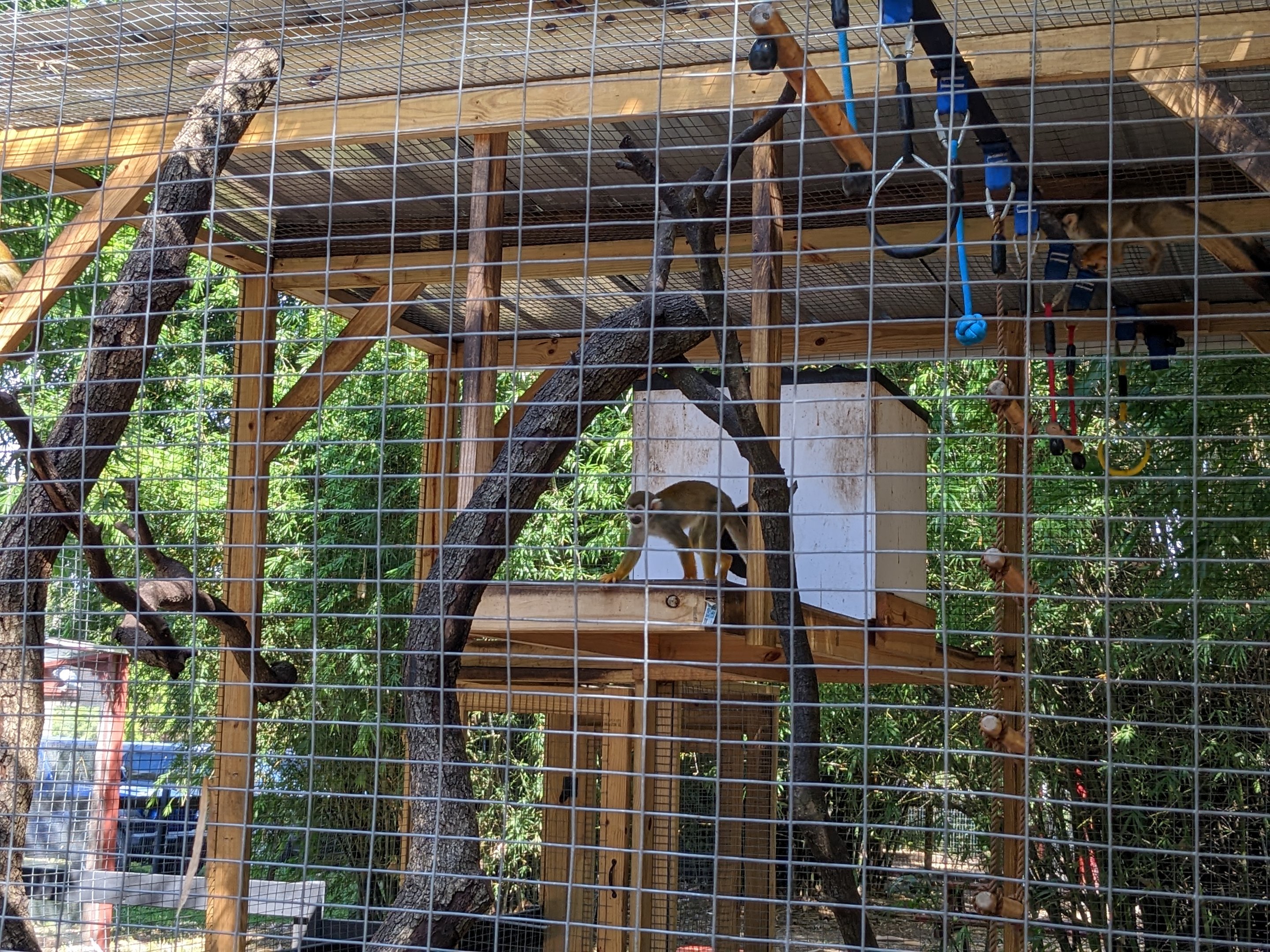 Horsepower for Kids - squirrel monkeys