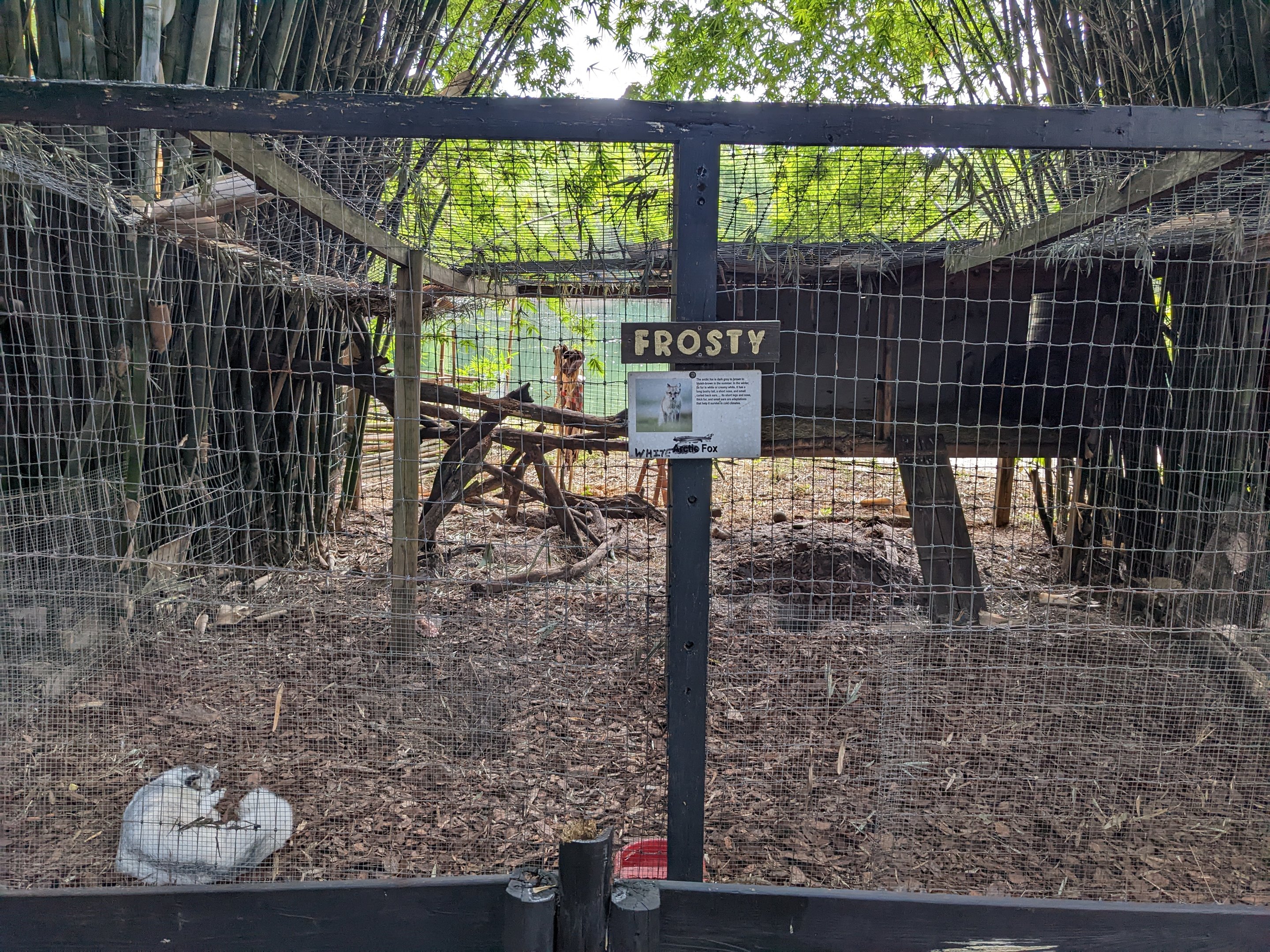 Horsepower for Kids  - White fox