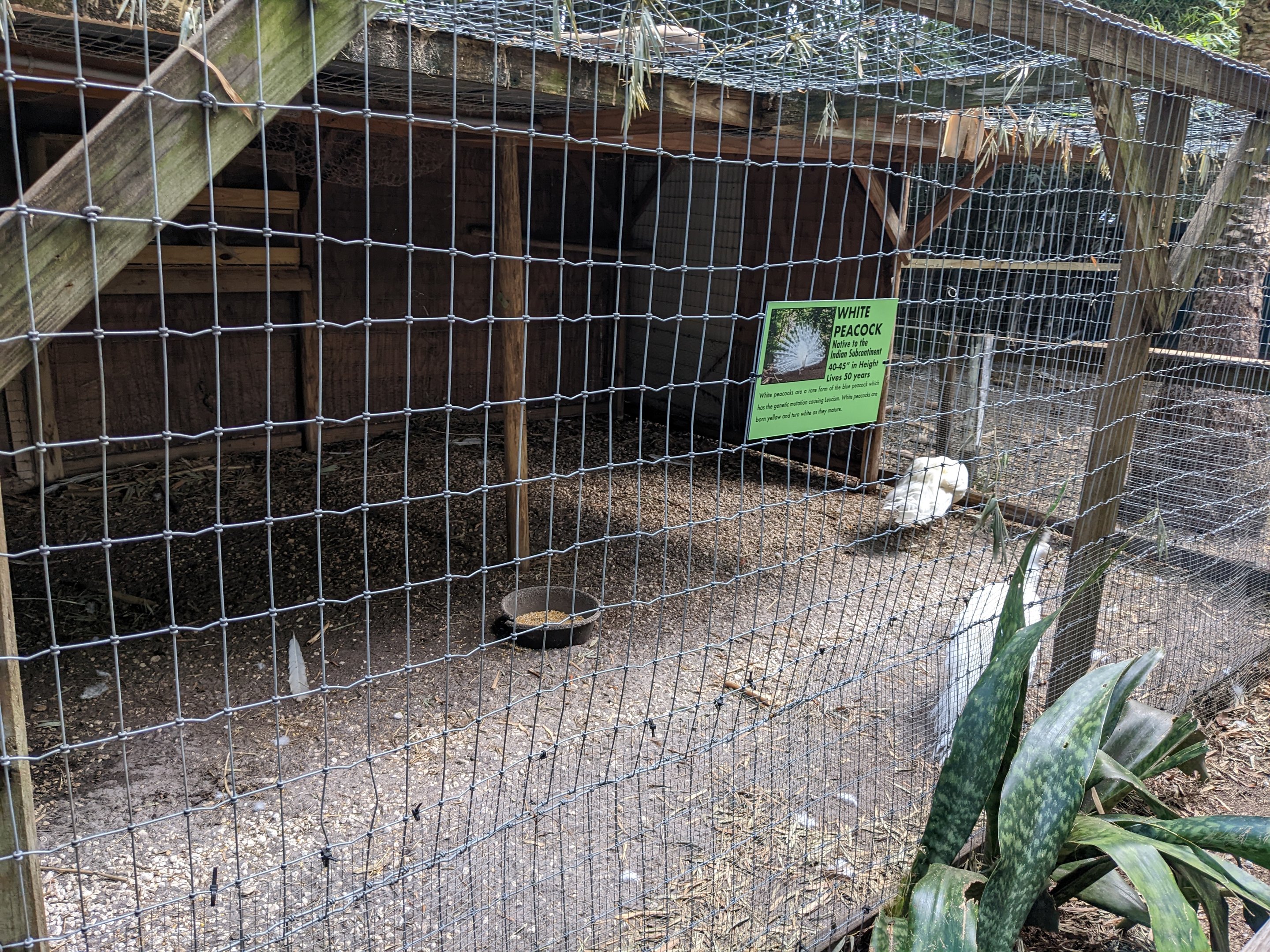 Horsepower for Kids - White peafowl