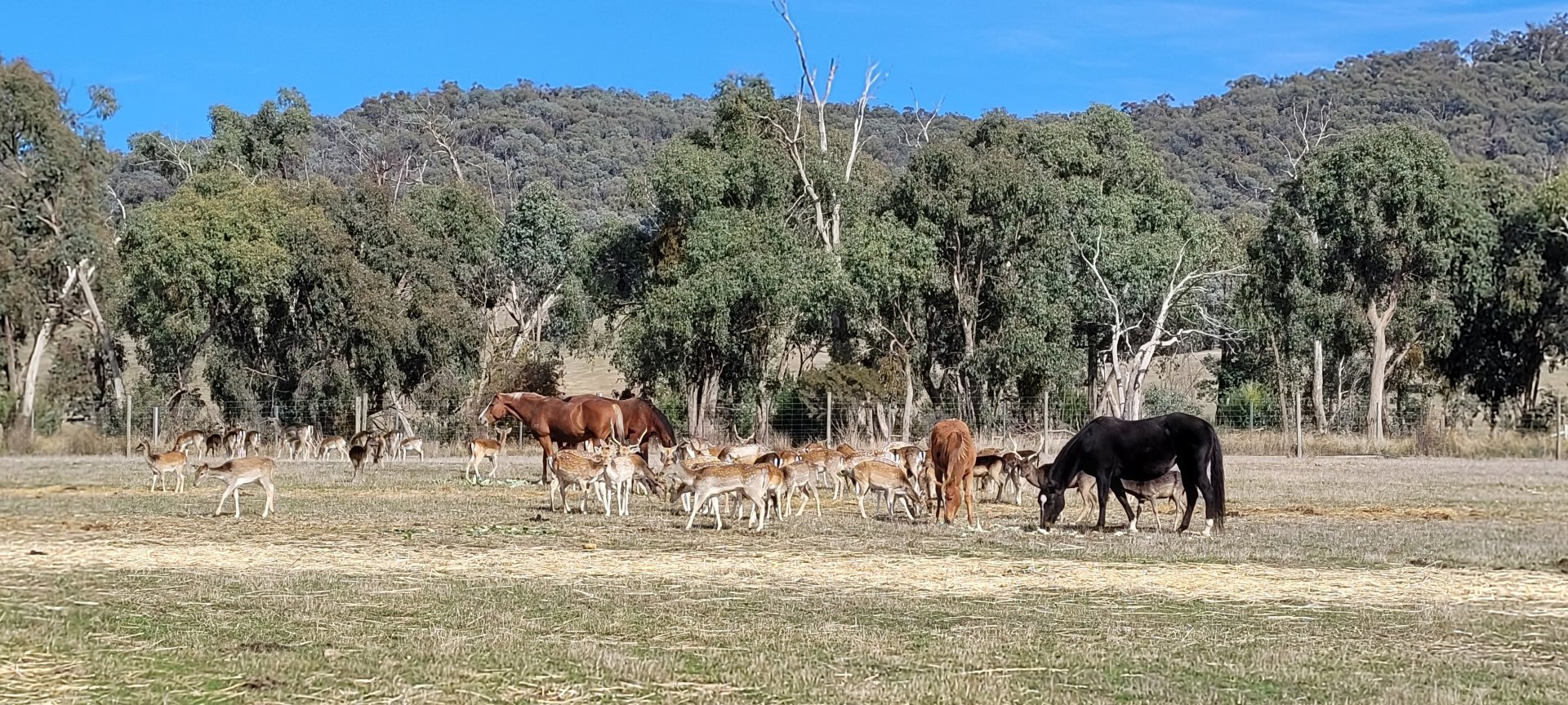 Horses and Fallow Deer
