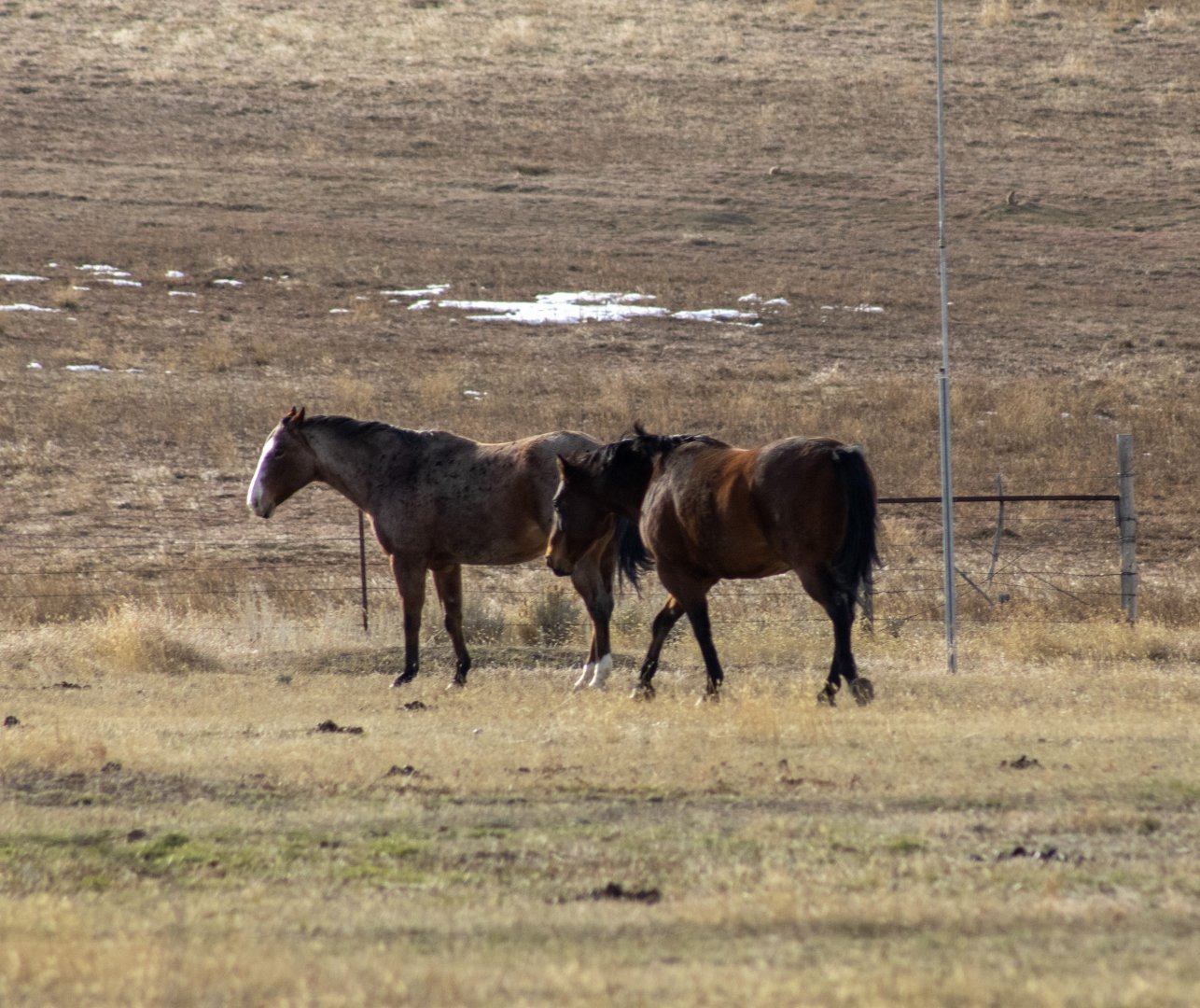 Horses (and Prairie Dogs) - Montana