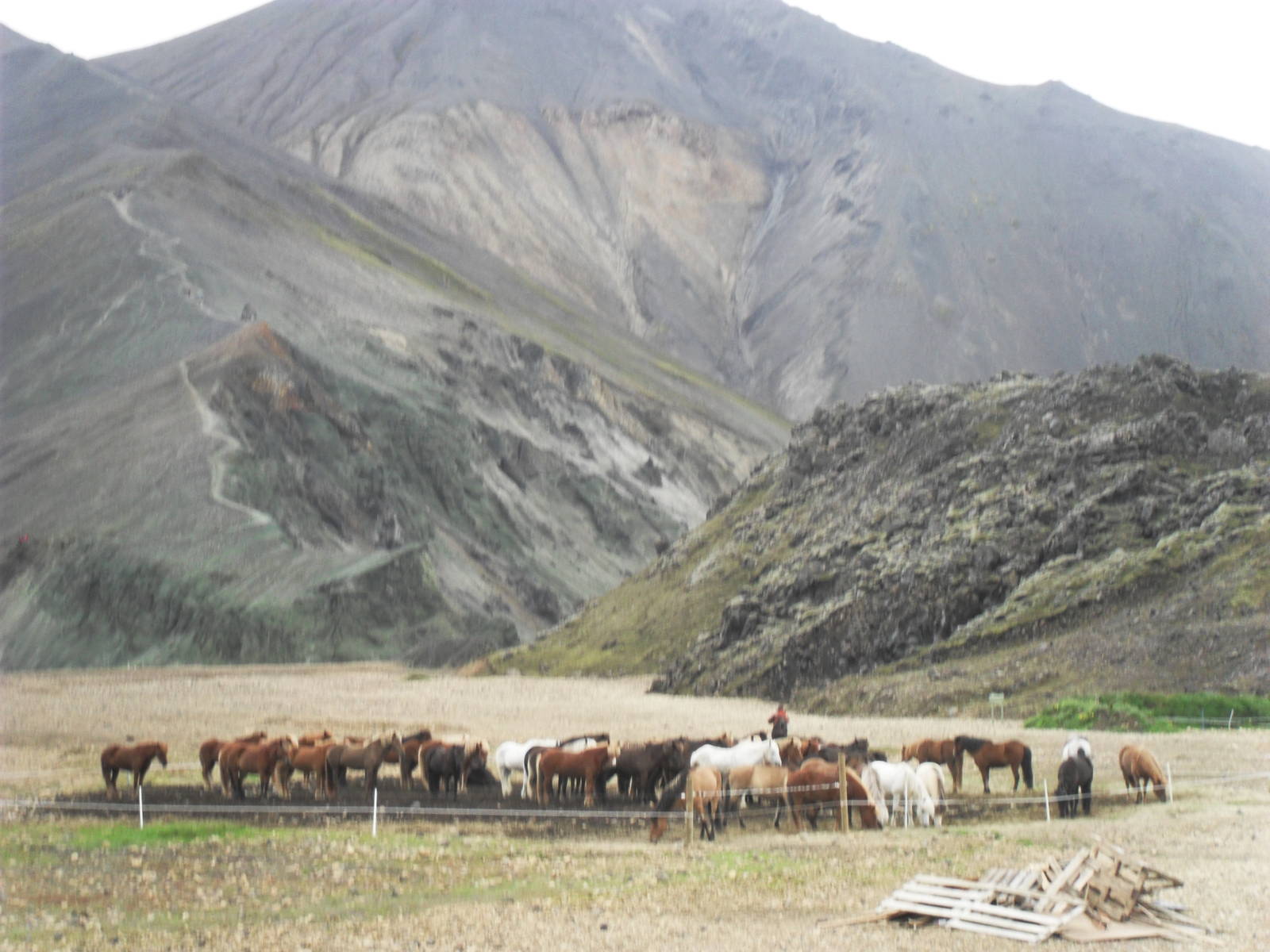 Horses at Landmannalaugauer