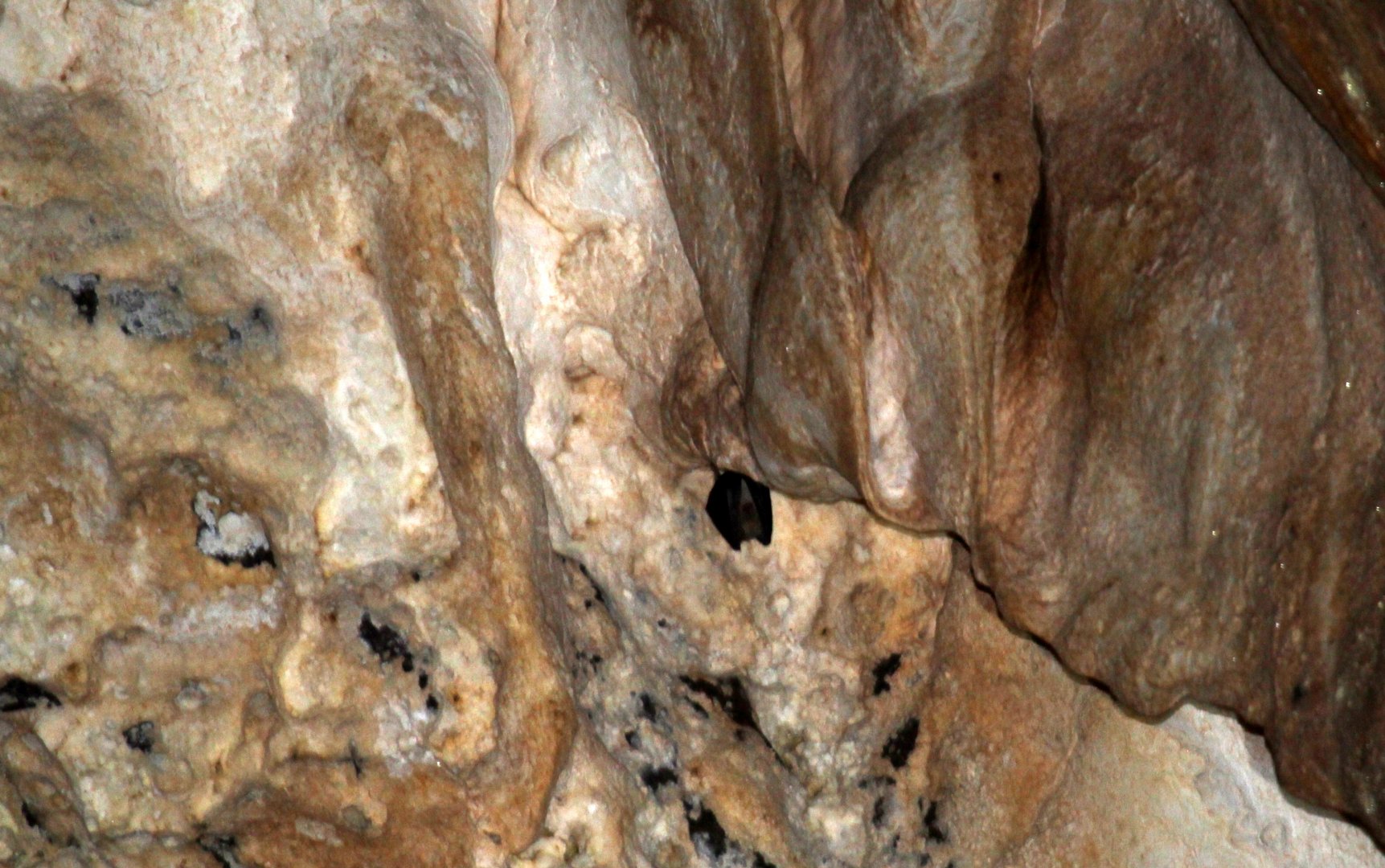 Horseshoe bat (Rhinolophus sp.)