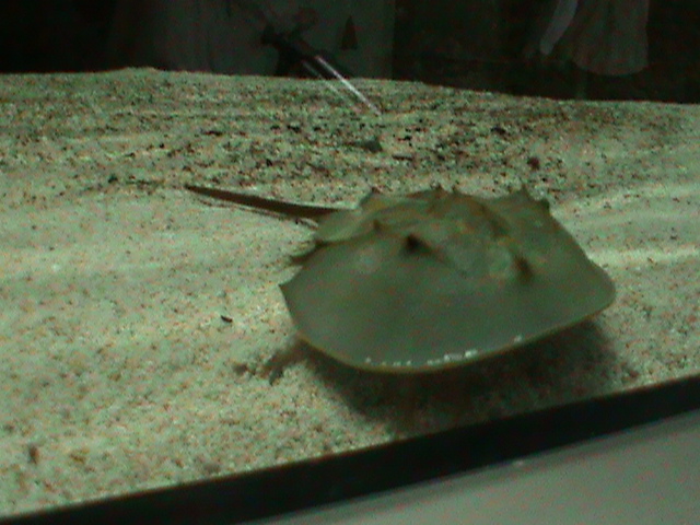 horseshoe crab 030910
