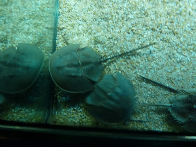 Horseshoe Crab 24.5.12