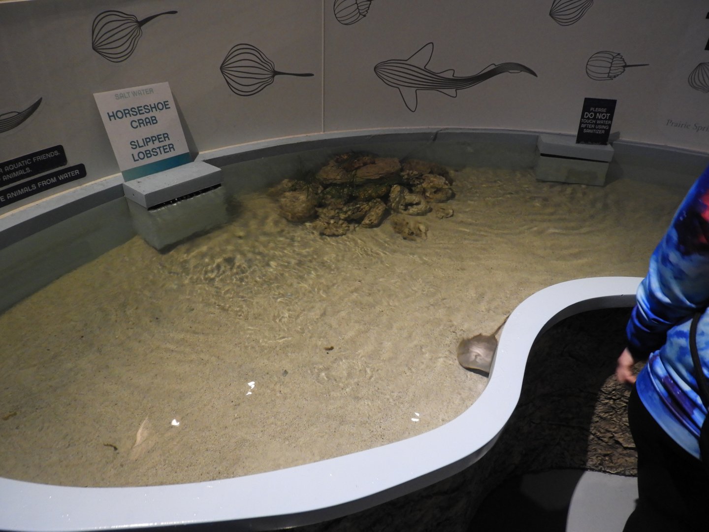 Horseshoe Crab and Slipper Lobster touch tank - Reiman Aquarium