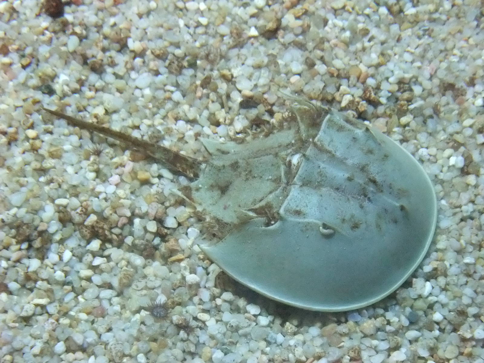 Horseshoe Crab at Barcelona Aquarium, 31/05/11