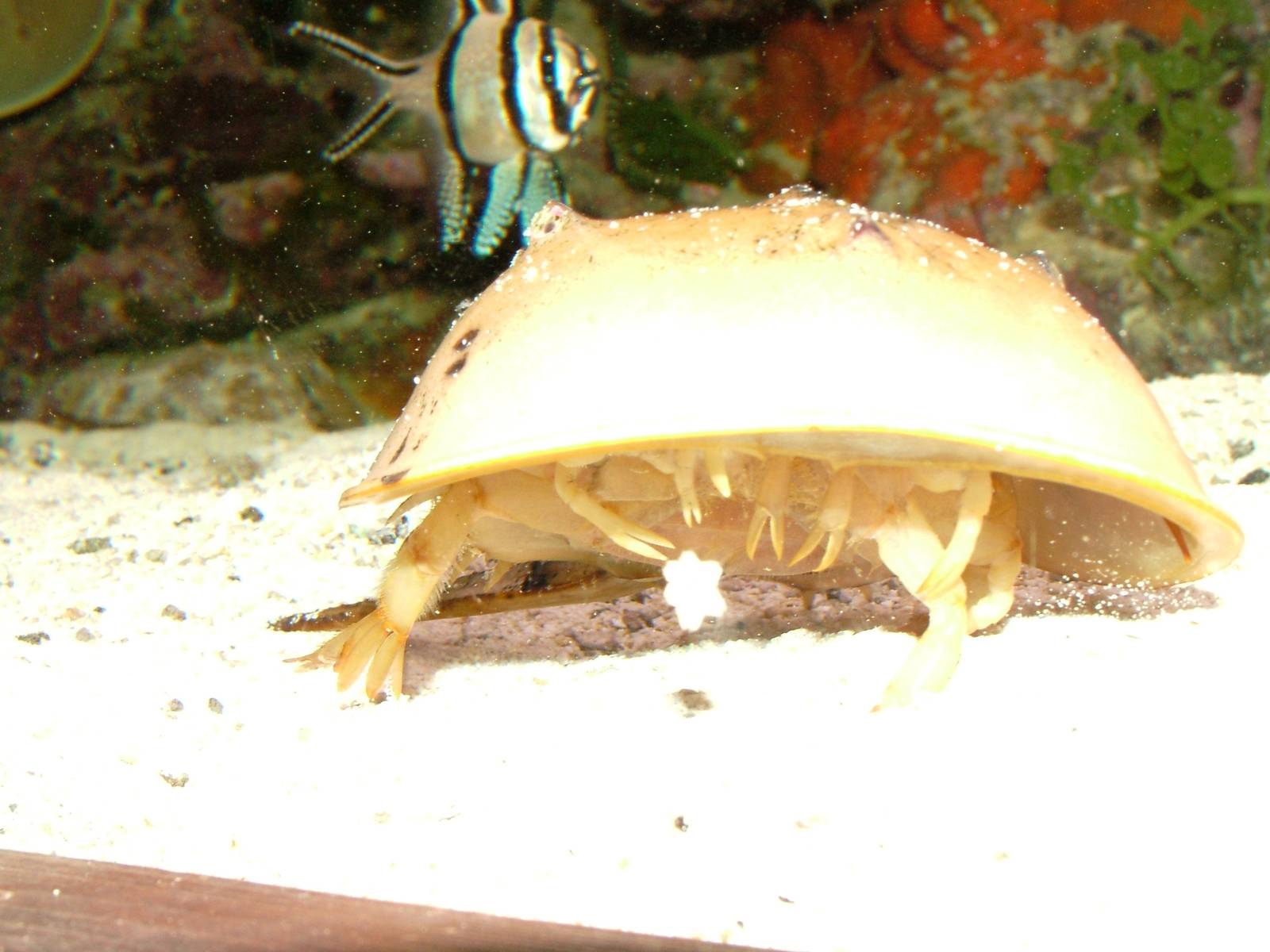 Horseshoe Crab at Olomouc 30/05/09