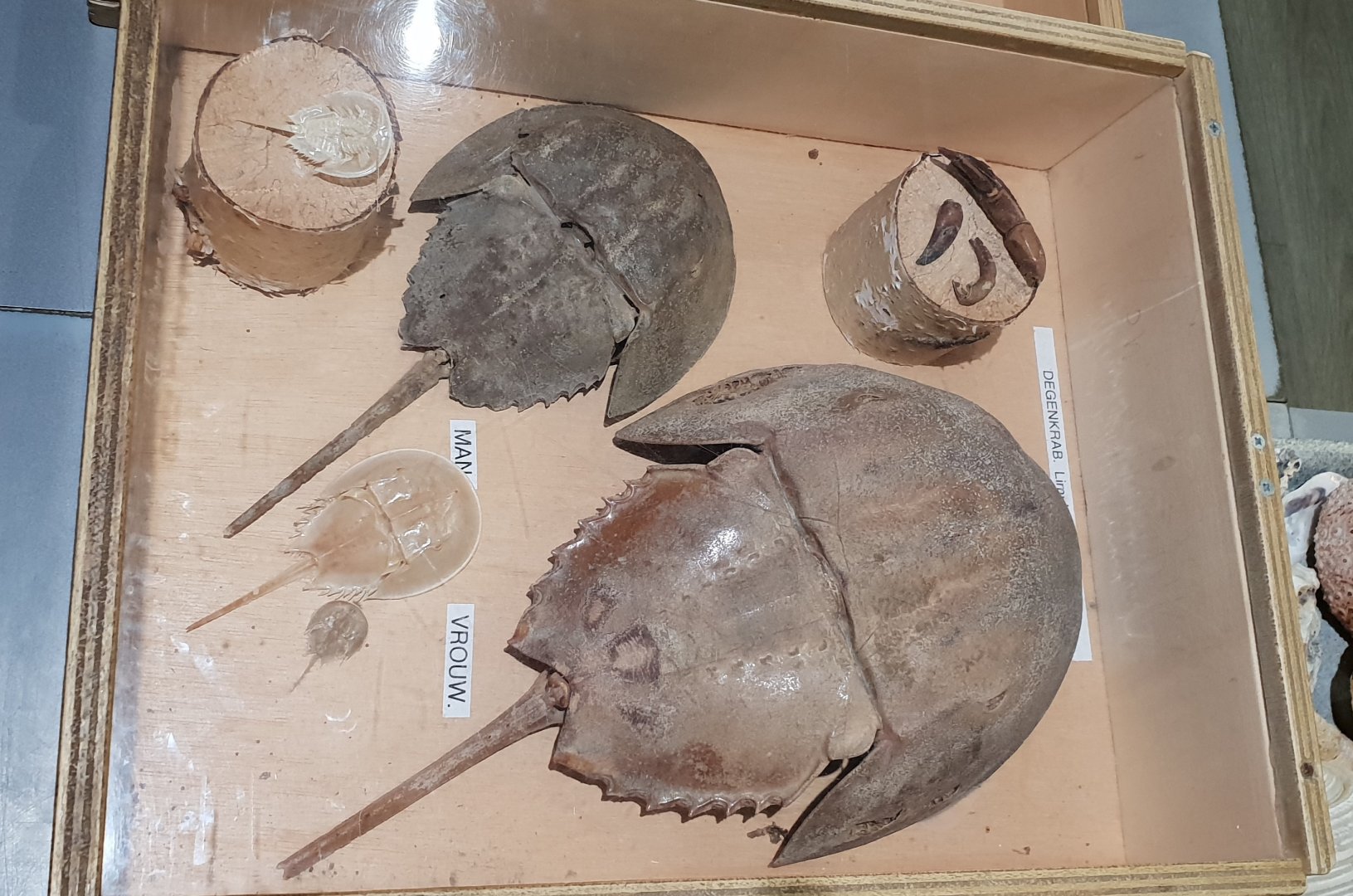 Horseshoe crab-display in the Public Marine Lab