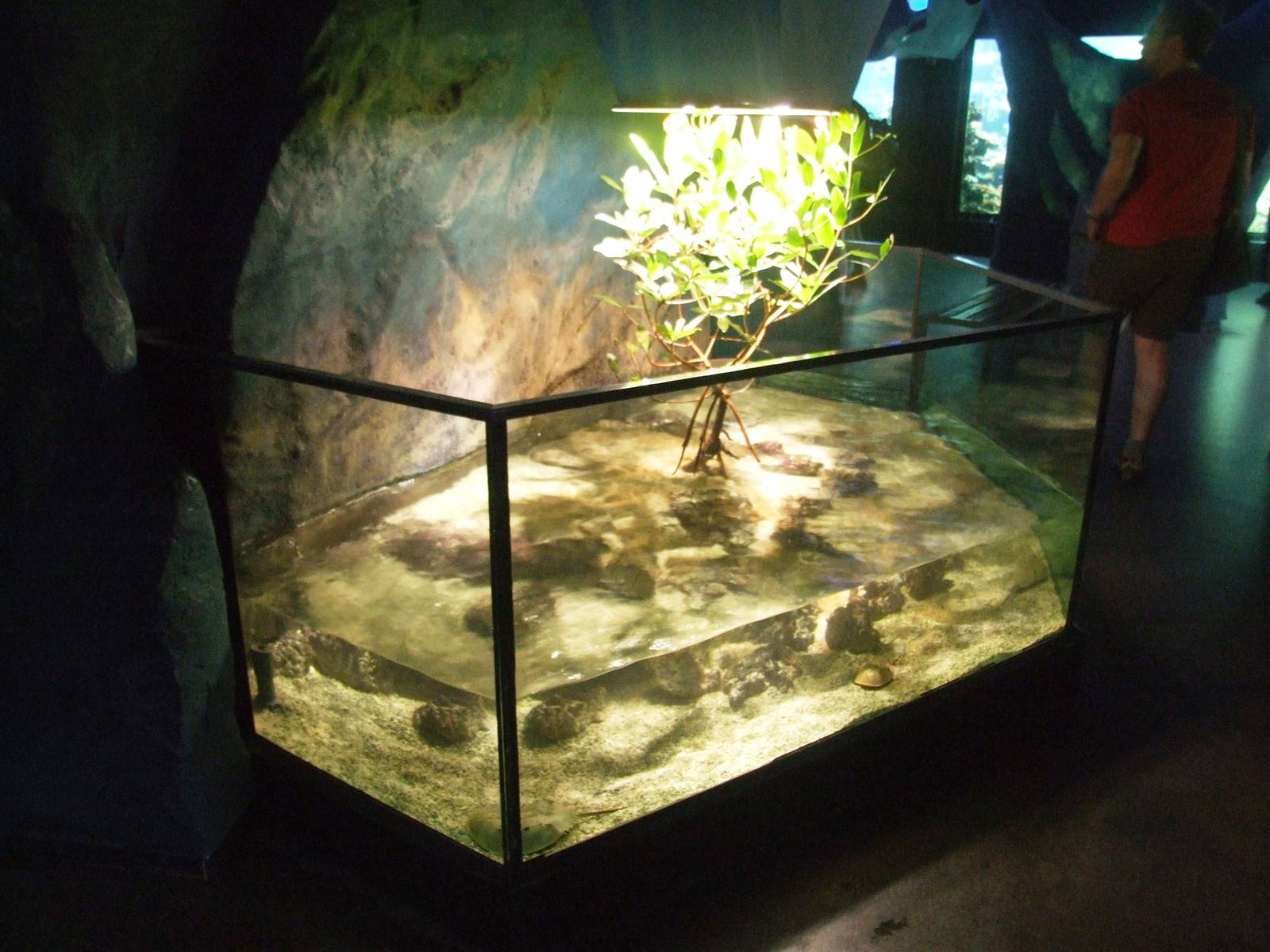 Horseshoe Crab Exhibit at Vienna, 16/06/13