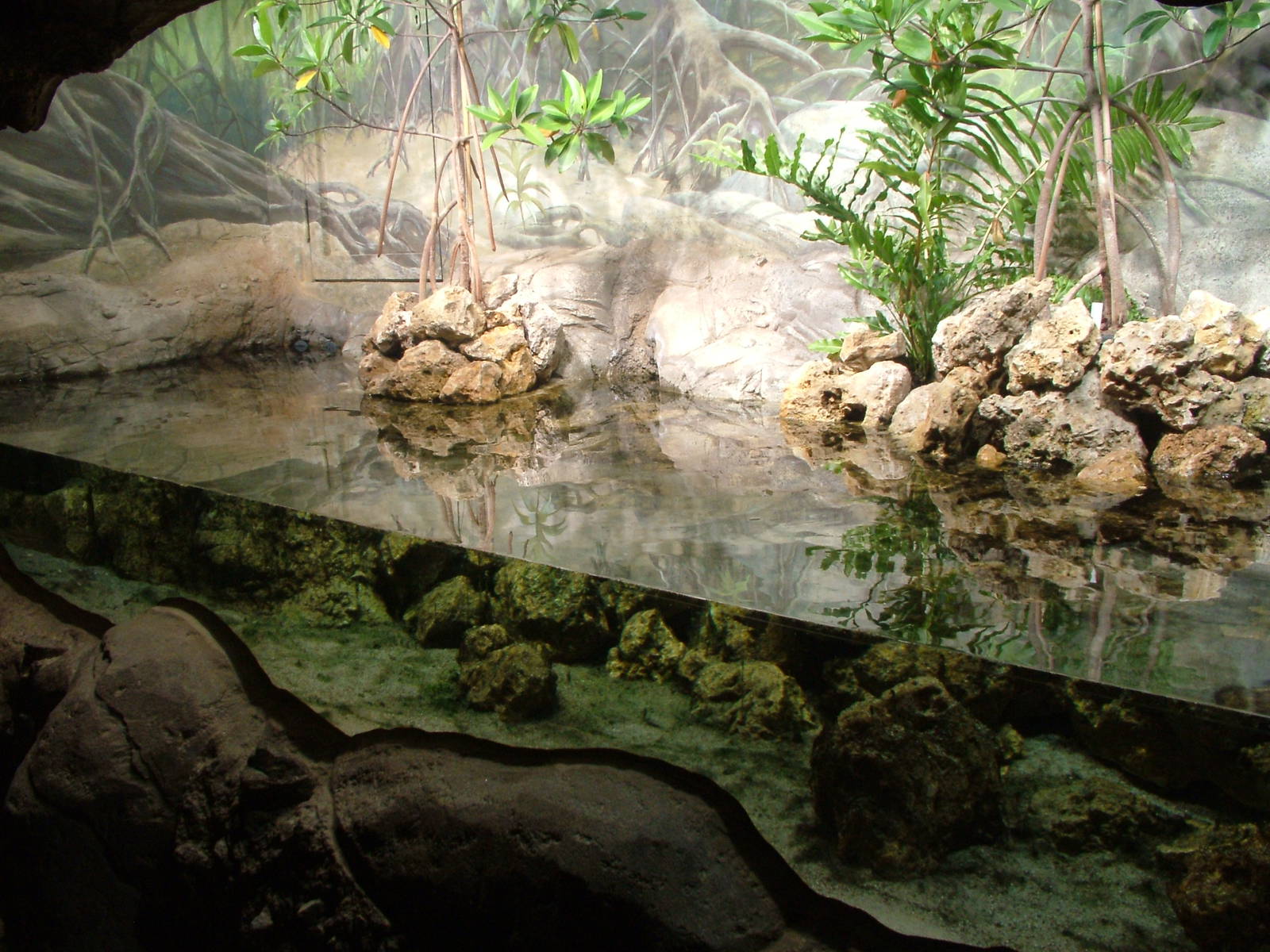 Horseshoe Crab Exhibit - Gondwanaland, Leipzig, 02/09/11