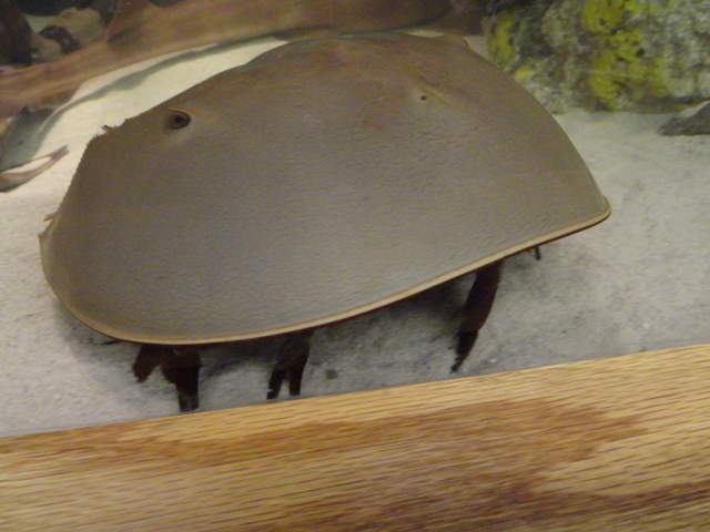 Horseshoe Crab in Bamboo Shark Exhibit
