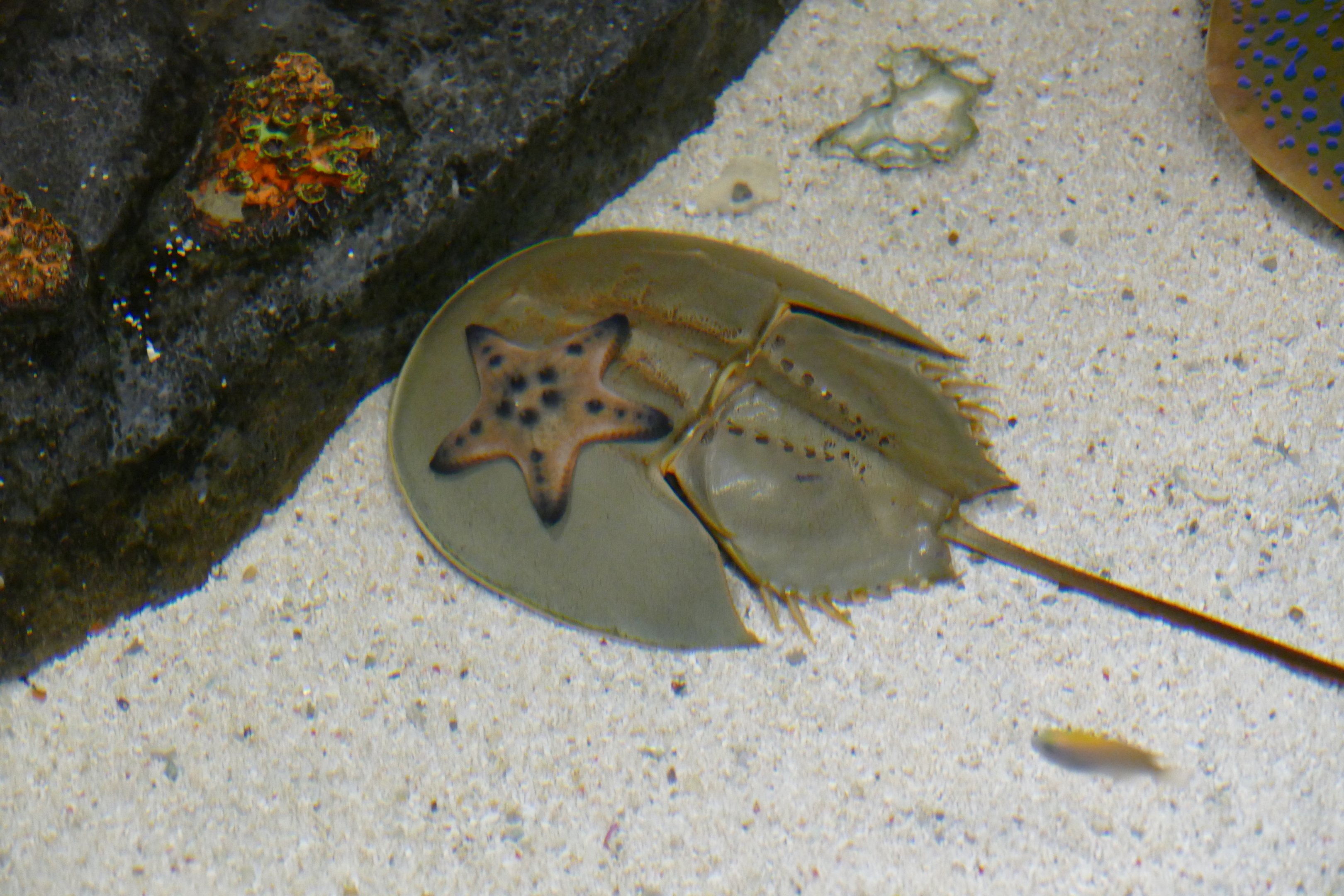 Horseshoe crab in touchpool