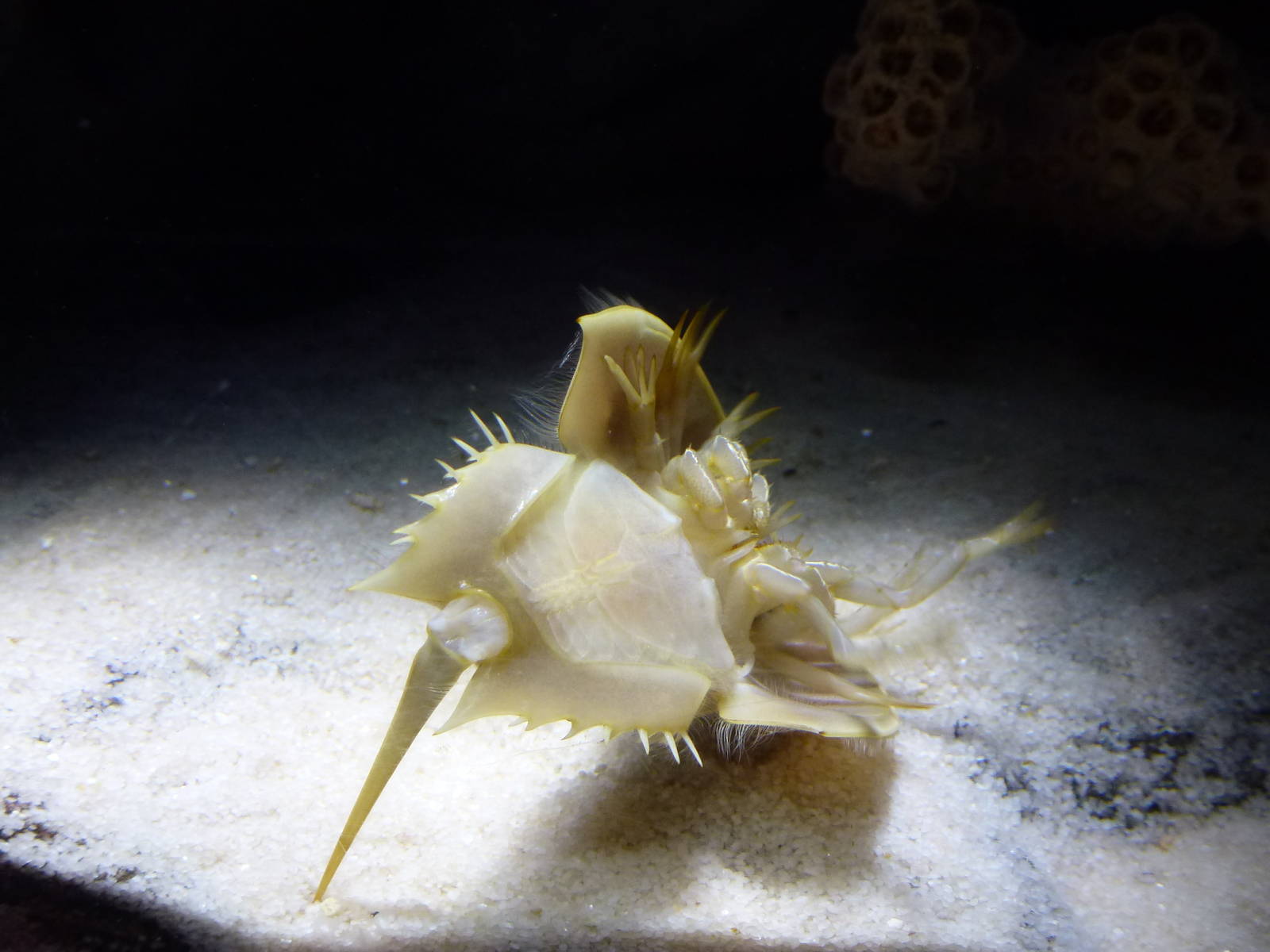 Horseshoe crab, January 2014