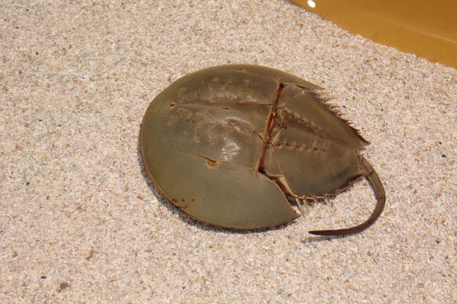 Horseshoe Crab - June 2016