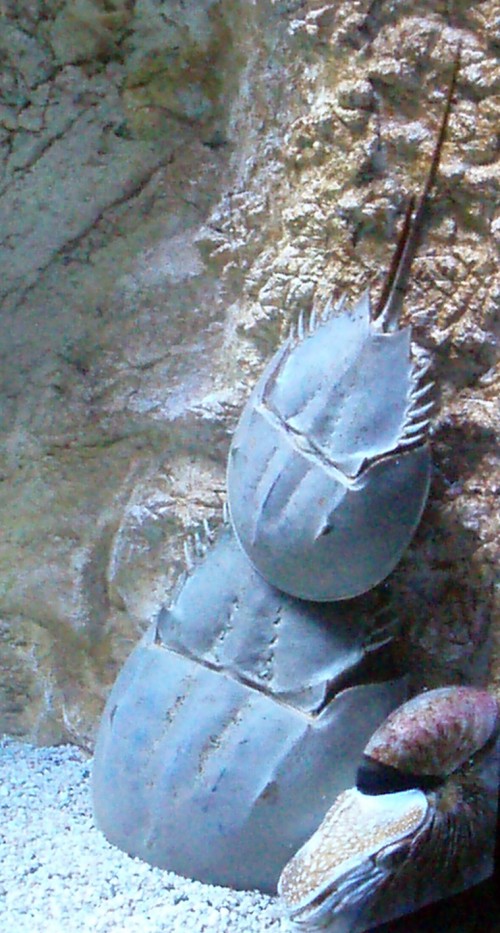Horseshoe Crab (Limulus polyphemus)