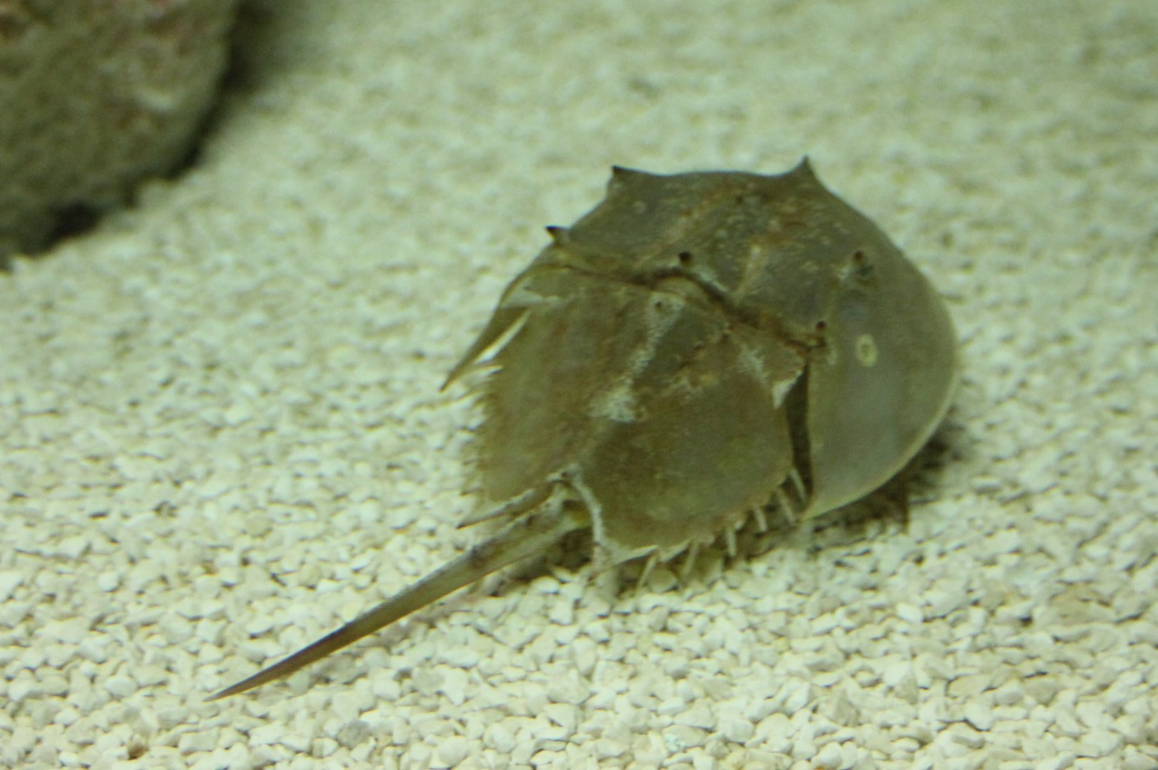 Horseshoe crab - Limulus polyphemus