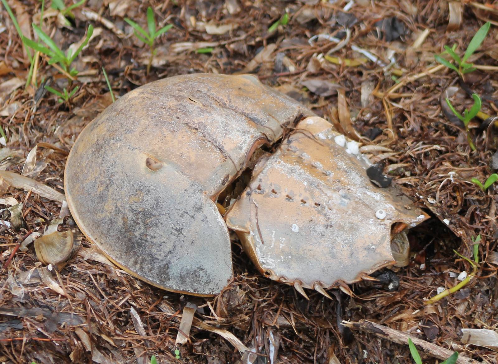 Horseshoe crab remains