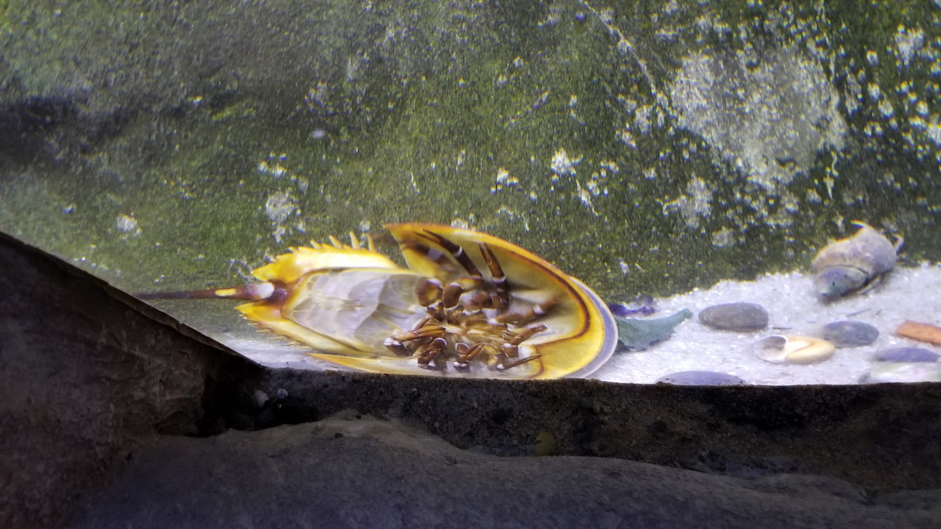 Horseshoe crab shedding!