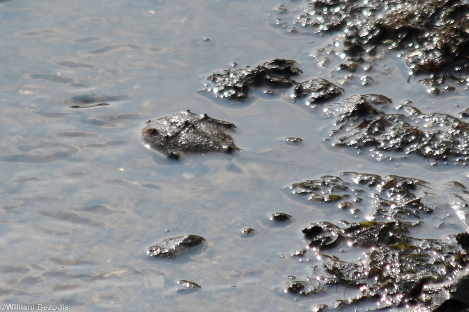Horseshoe Crab - Sungei Buloh