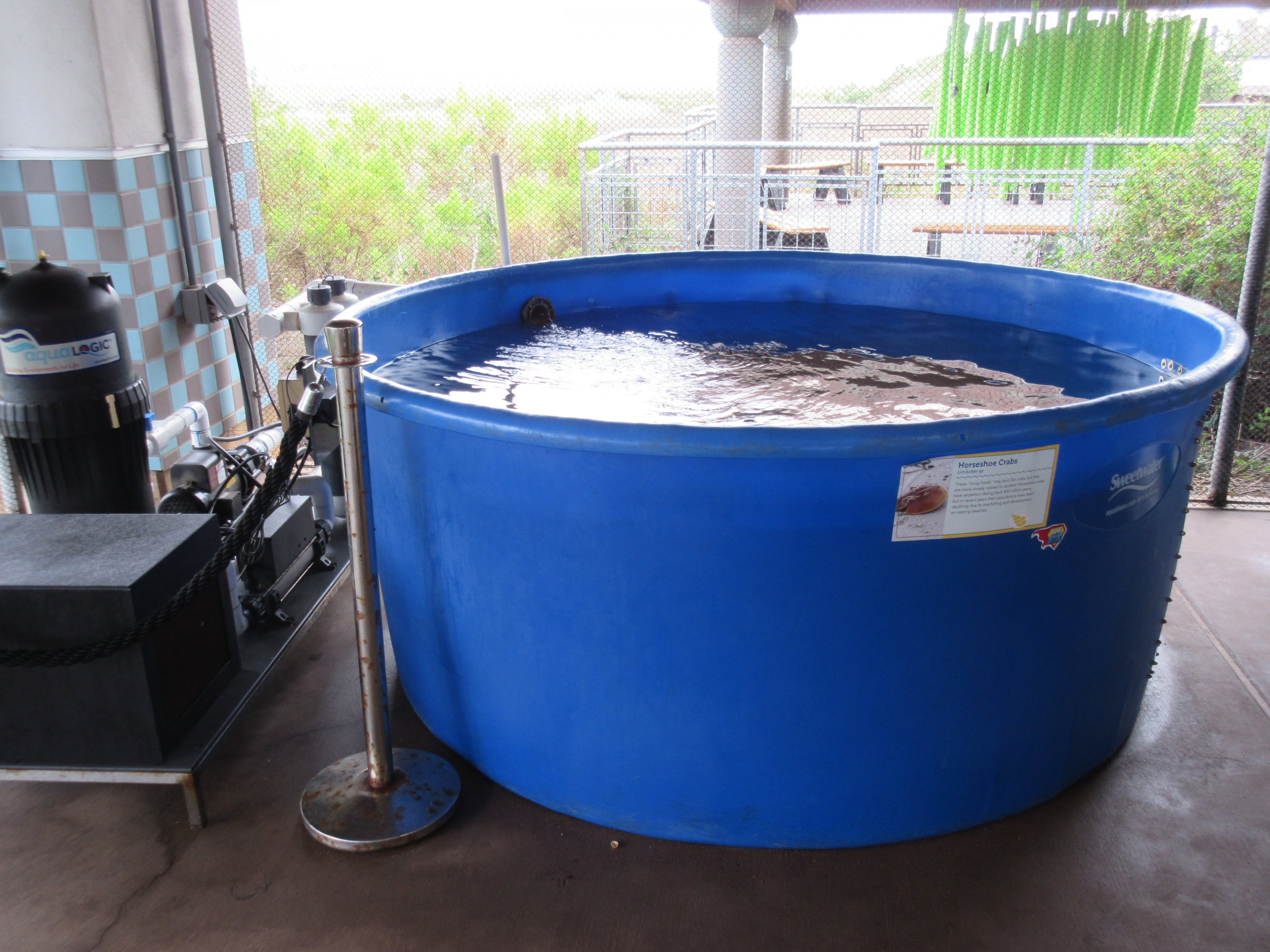 Horseshoe Crab Tank