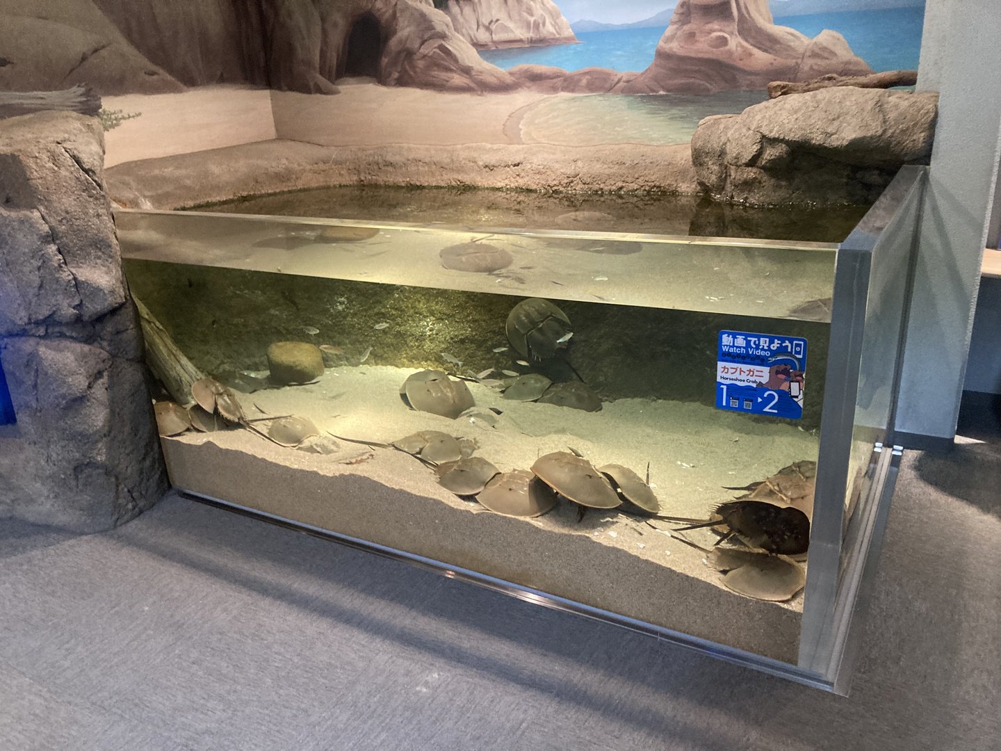 Horseshoe crab tank