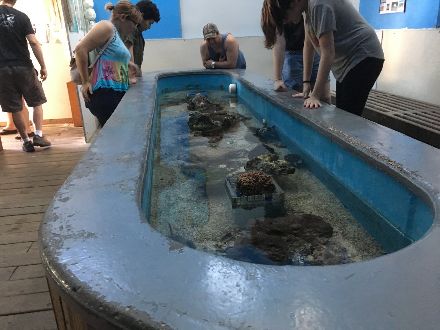 Horseshoe Crab Touch Tank