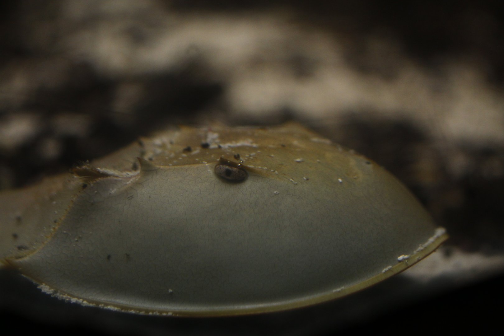 Horseshoe crab (unknown sp.)