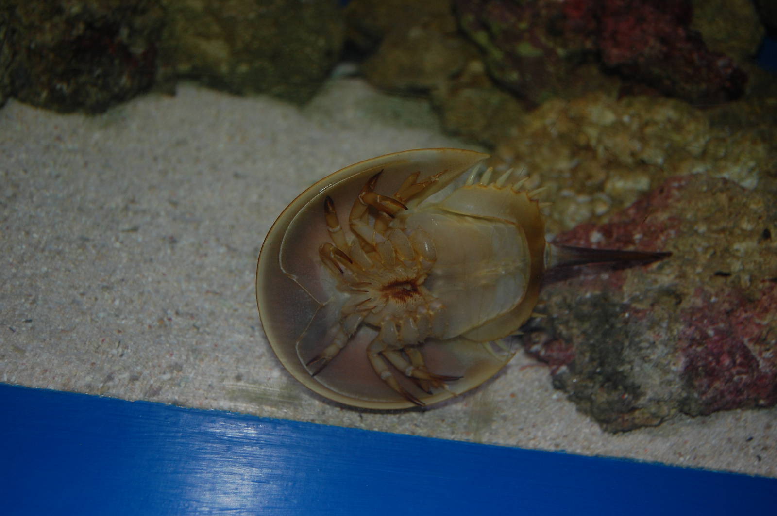 Horseshoe Crab