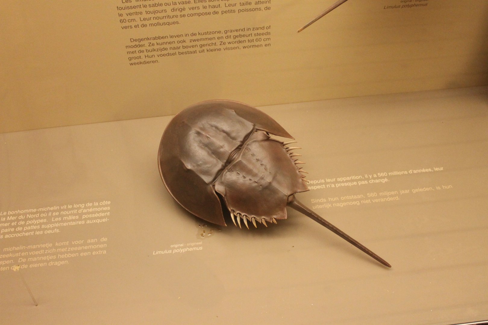 Horseshoe crab