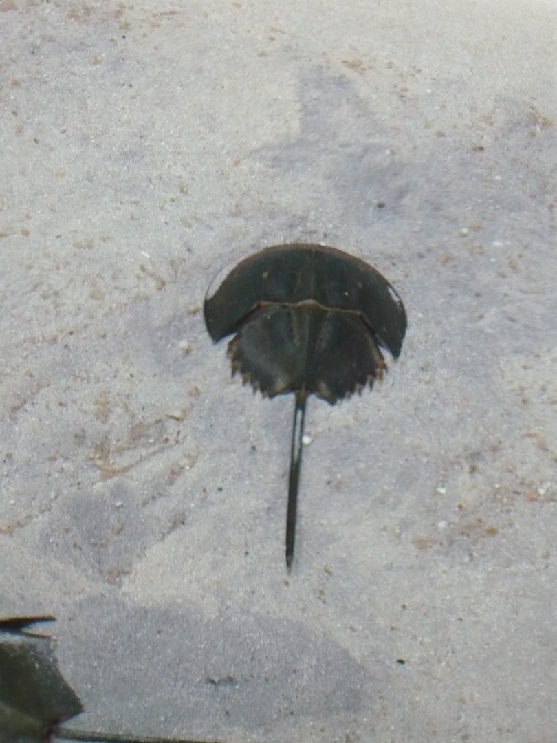 Horseshoe crab