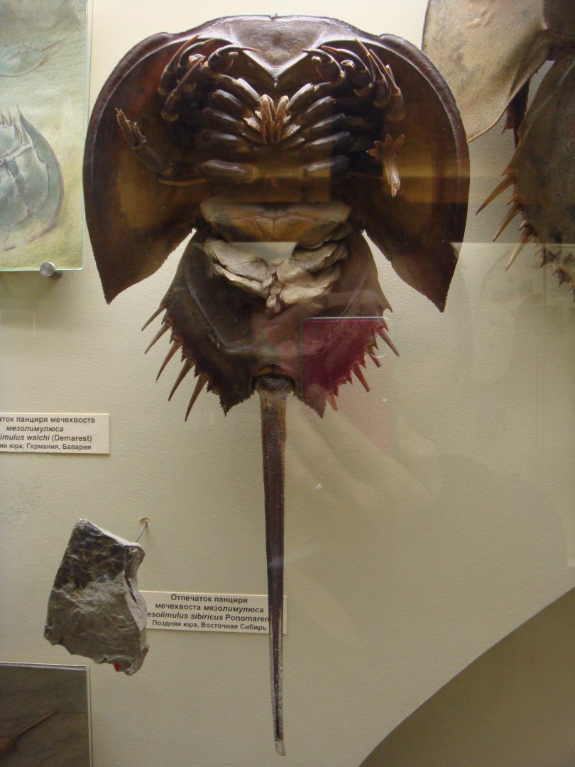 Horseshoe crab