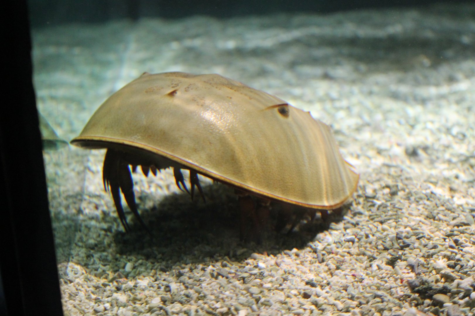 Horseshoe Crab
