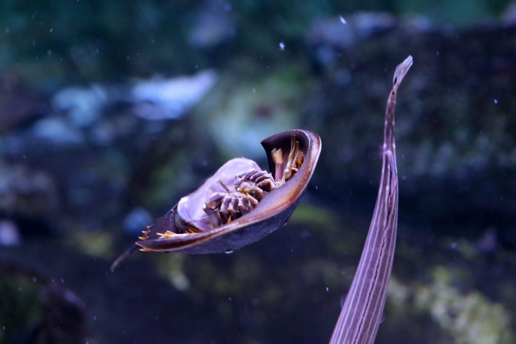 Horseshoe Crab