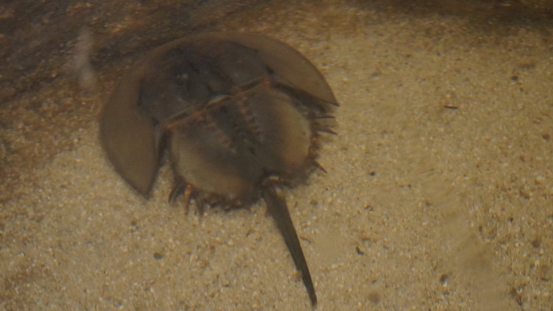 Horseshoe Crab